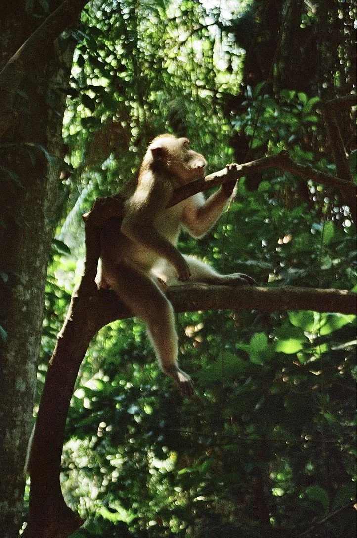 Indonesia 1