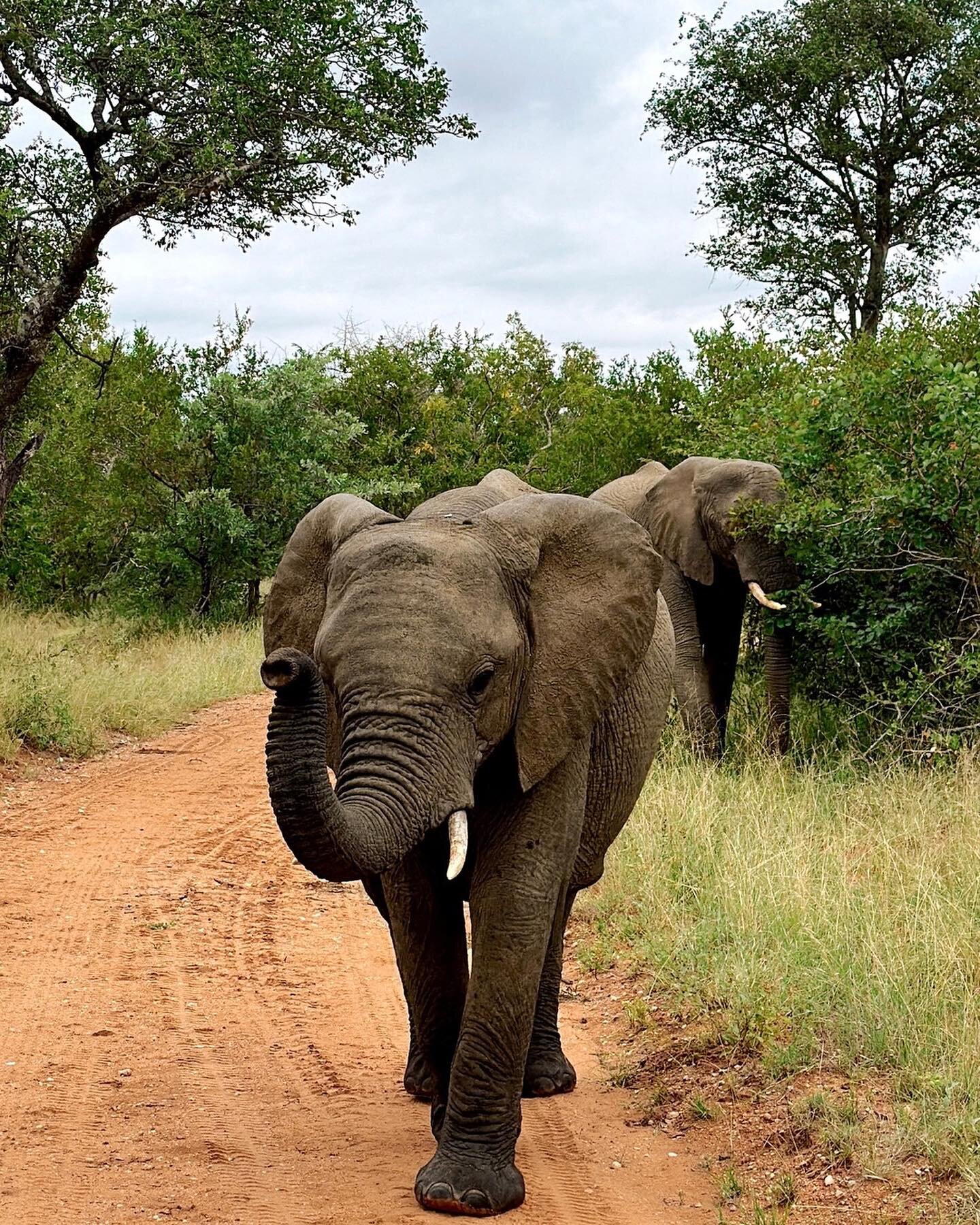 🐆🦒🐘 The last days of our adventure trip ended with a safari in the Greater Kruger National Park! Swipe to see the wild experience and comment which animal is your favorite.