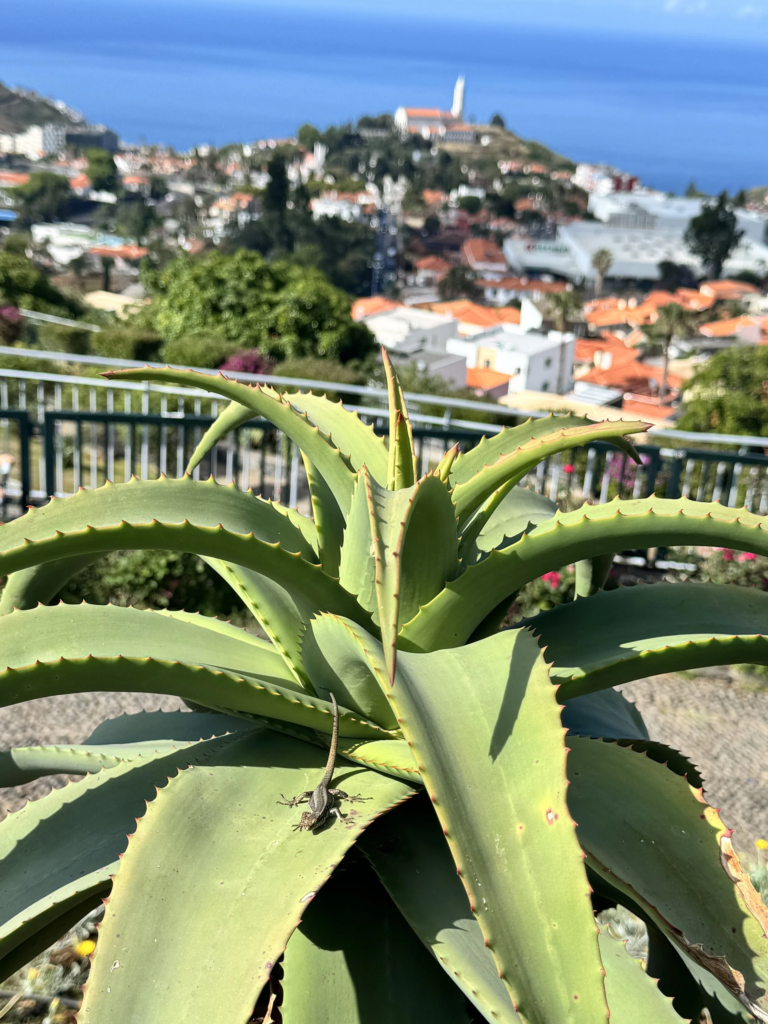 From the lofty lookout at Pico dos Barcelos, a delicate lizard perches atop bold, sculptural leaves. The moment is quietly wild, framed by sweeping views and the island’s rugged, sunlit landscape.