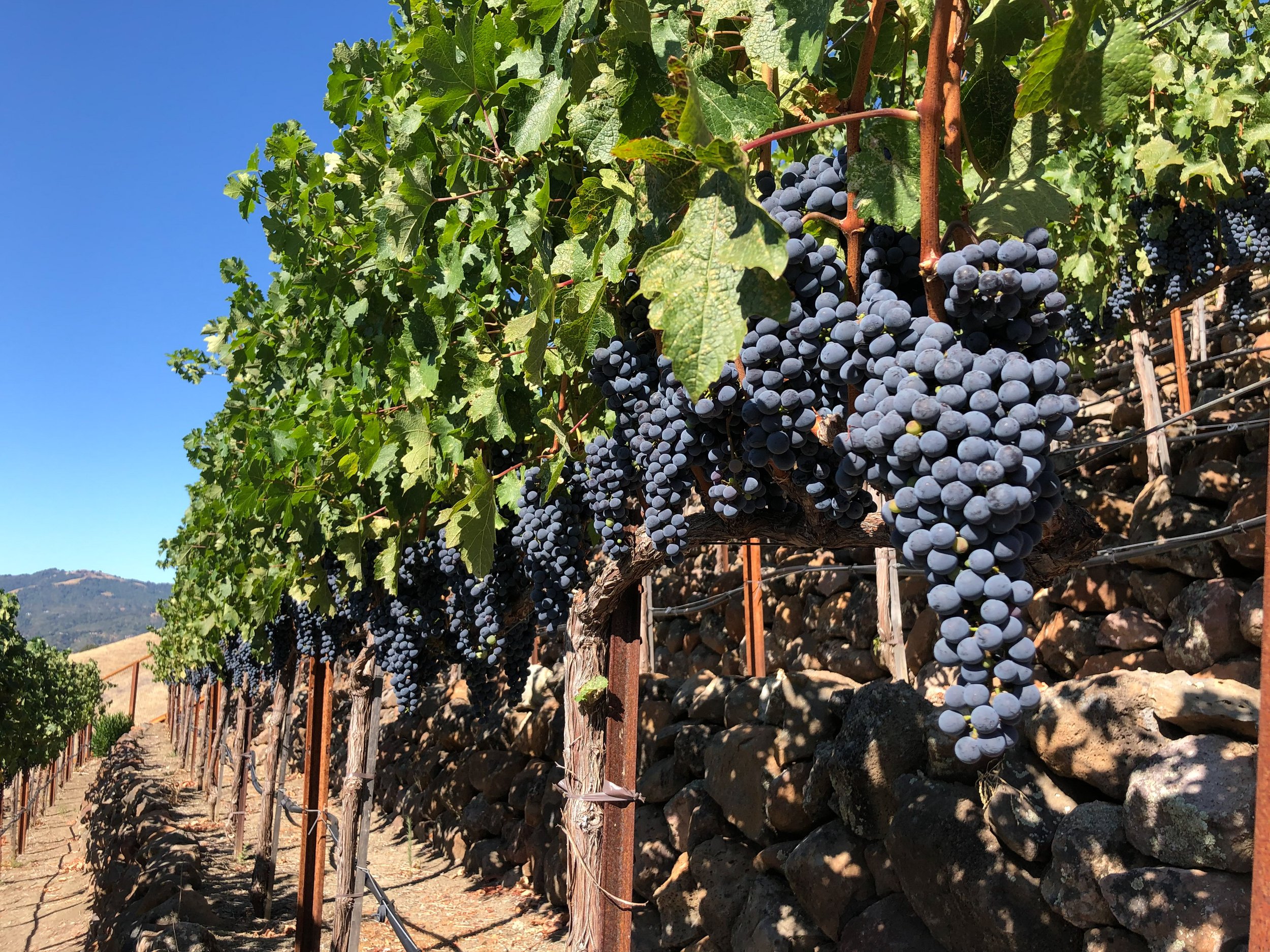 8-84EA5692-E9BA-4F1D-8B2A-F98BDFEC677E (1).jpg