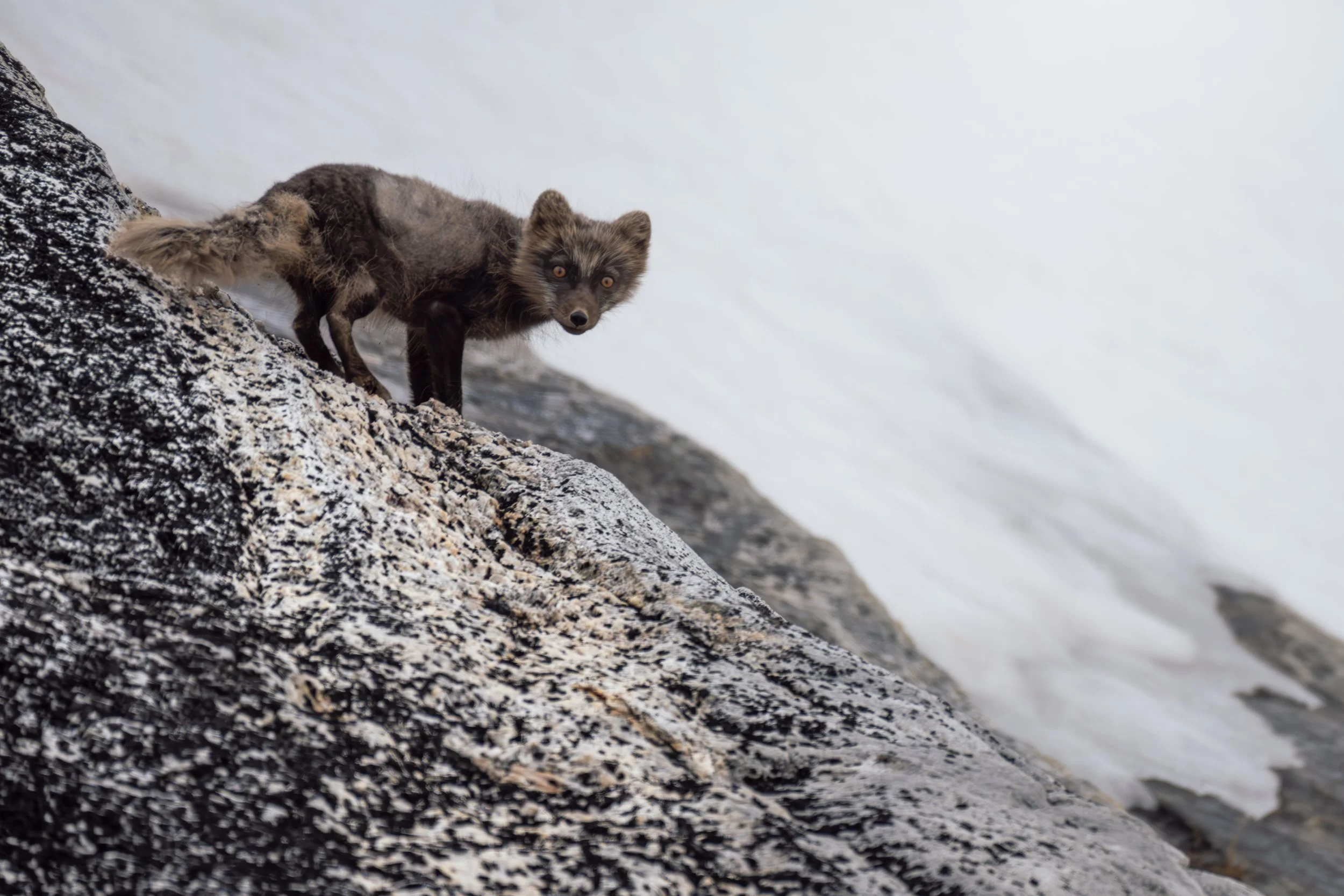Arctic fox, Nuuk Fjord