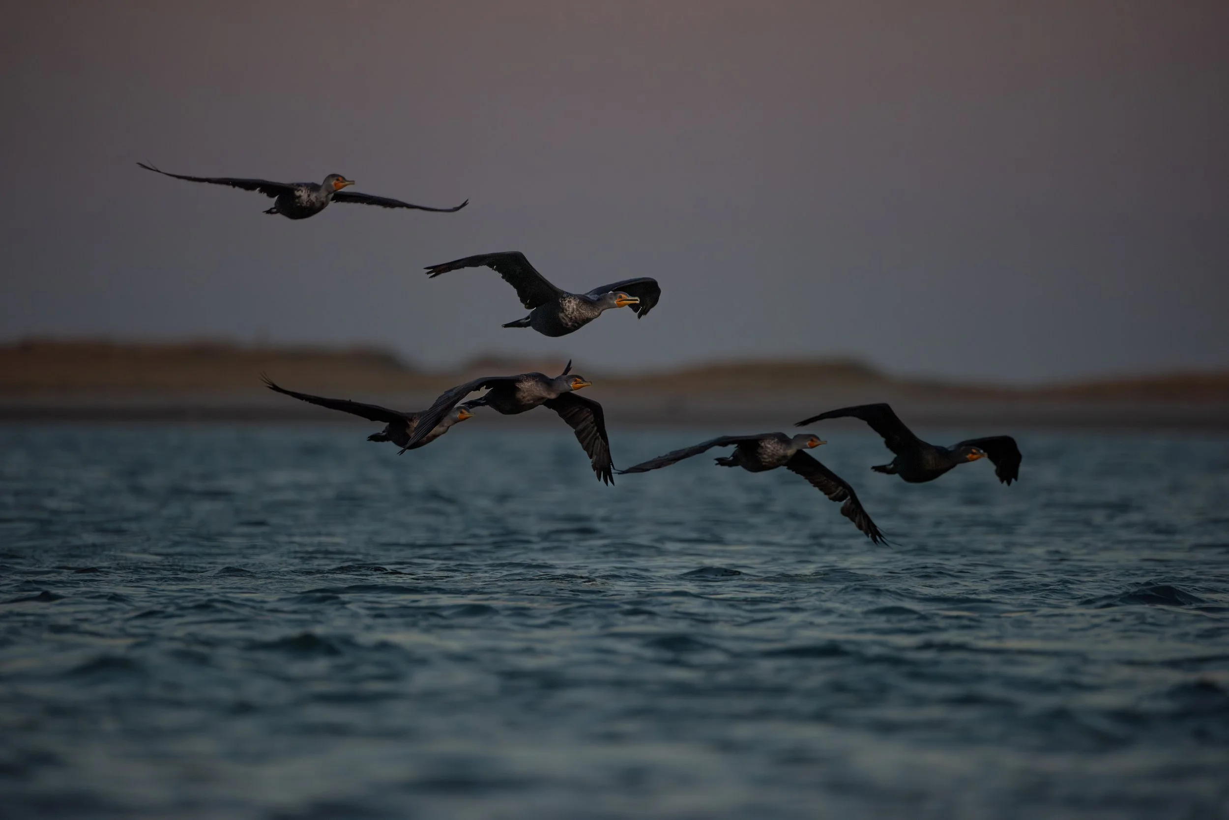 Making camp on a Cape Cod sandbar