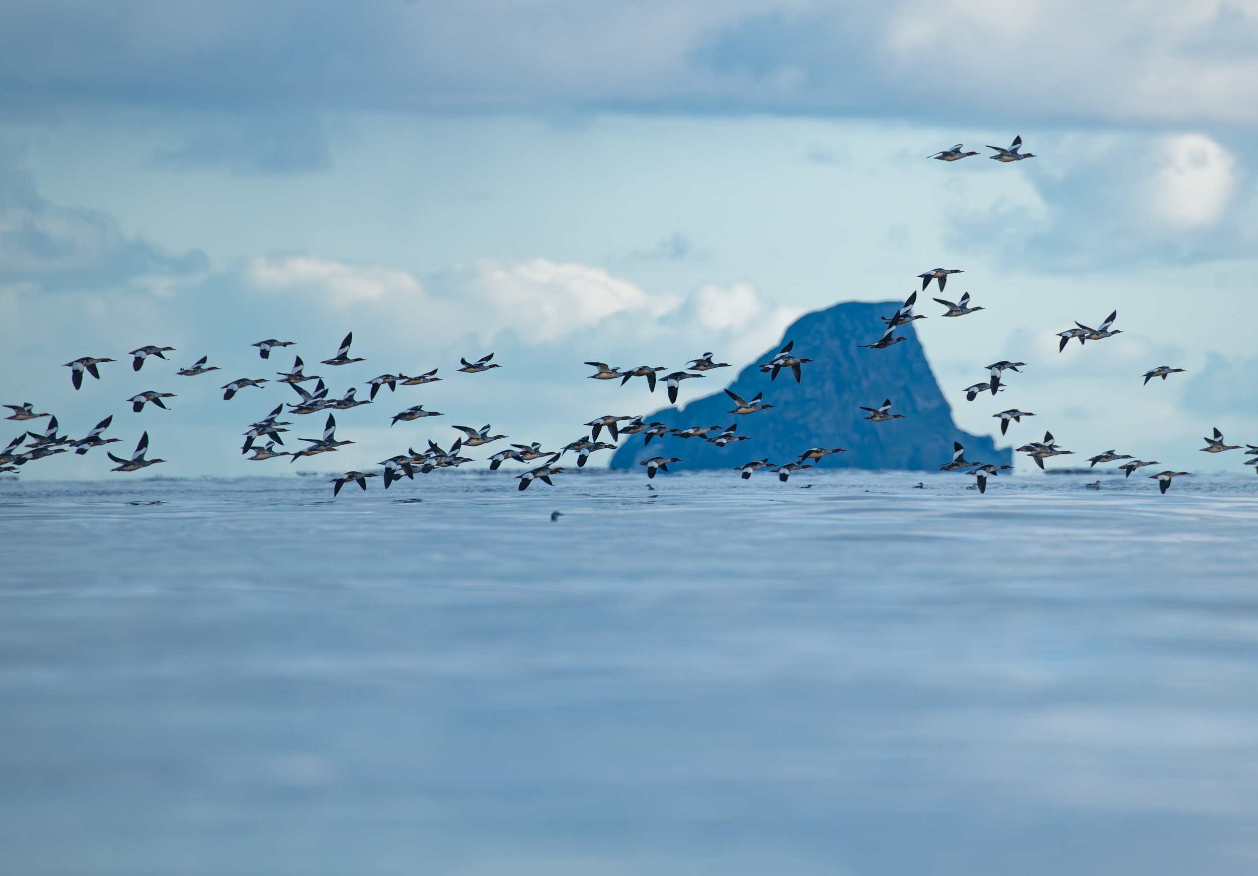 Flocks of Mergansers, Northern Norway