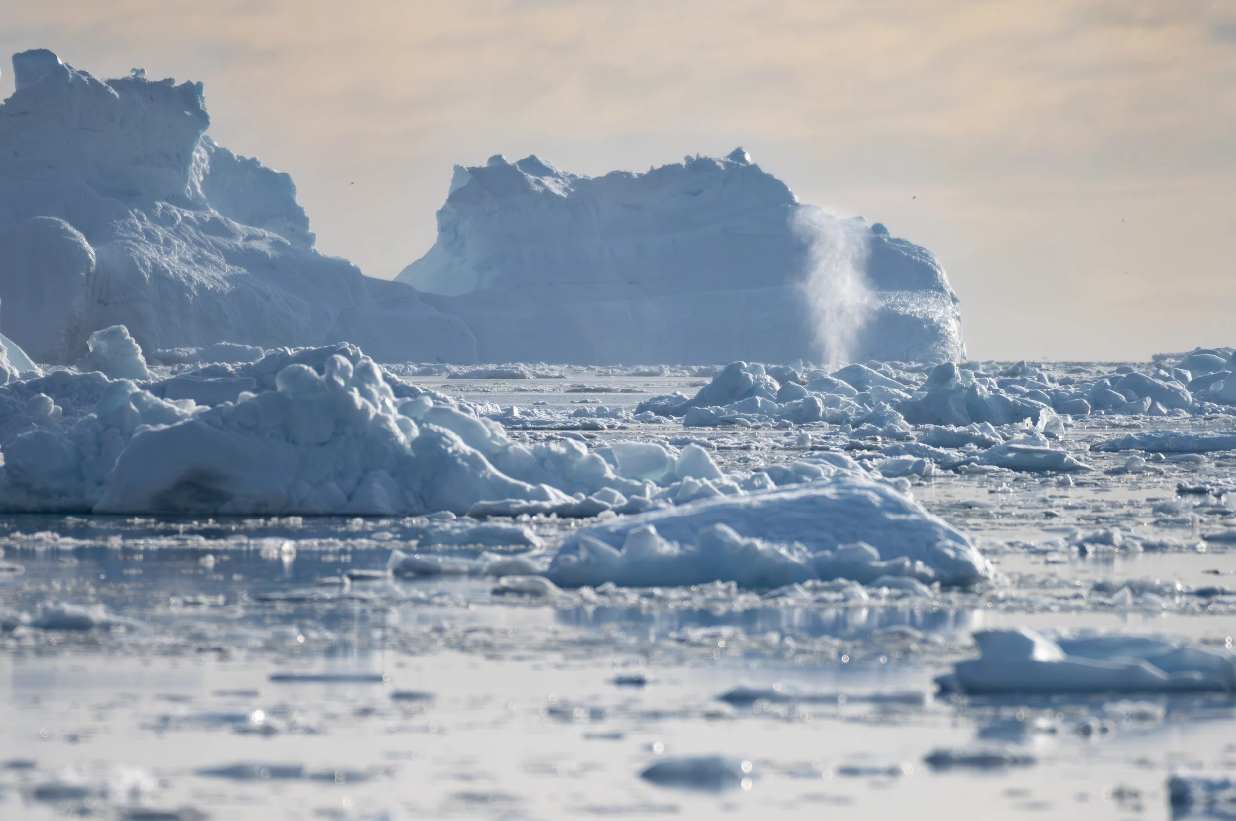 Plumes of whale breath