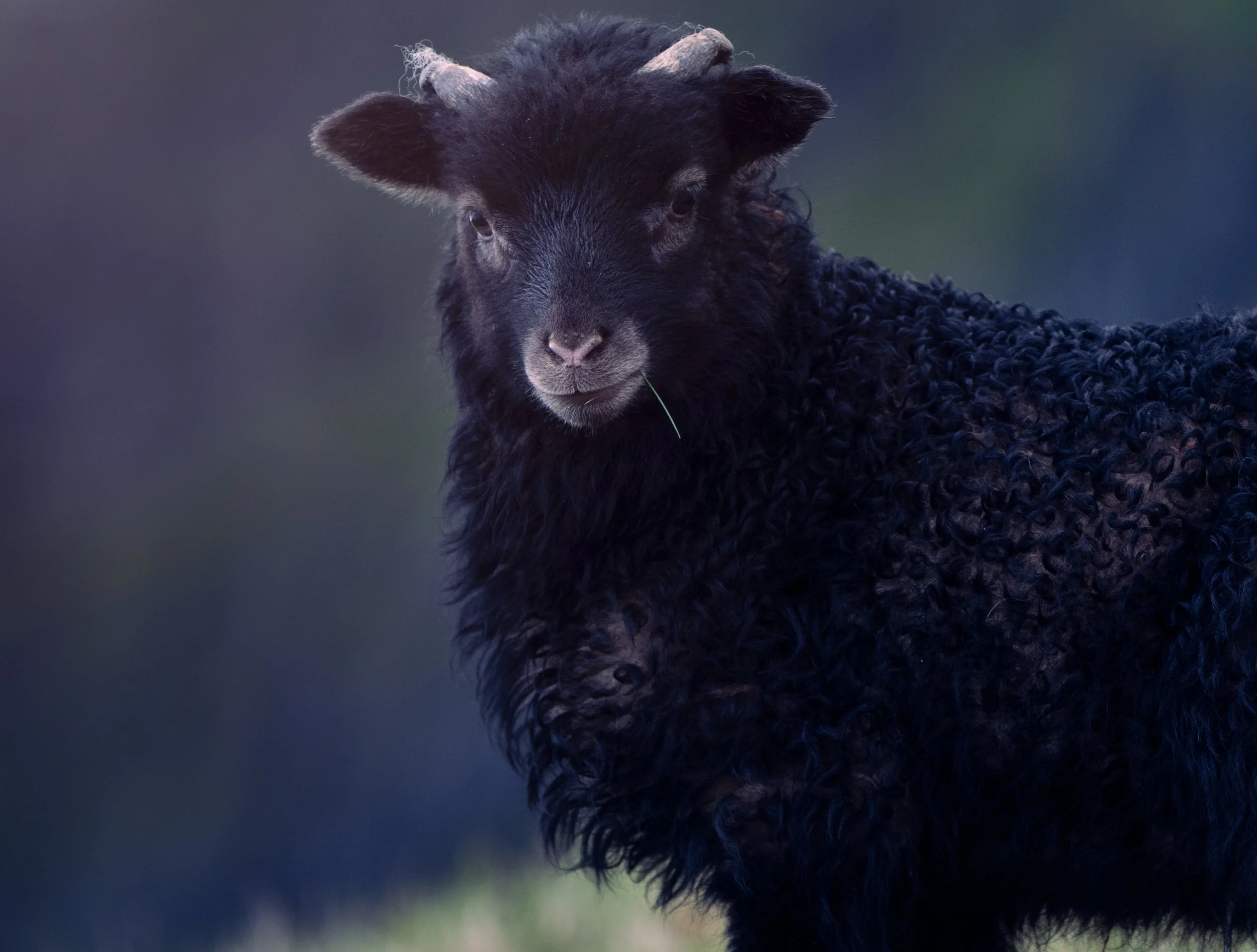 "Ull er Føroya gull" (wool is Faroes gold), hardy little sheep transported between islands by small boat and present on the smallest skerries.