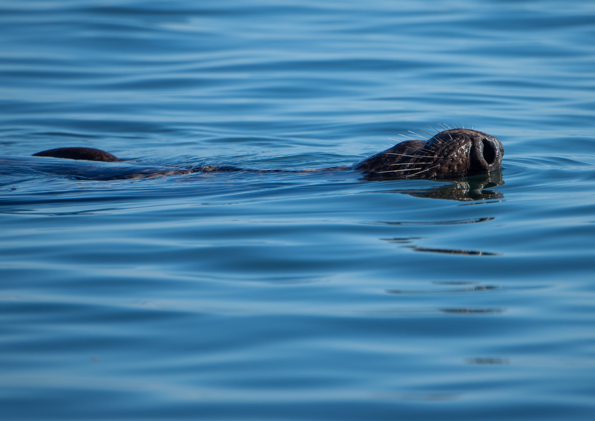 Cape Cod seal