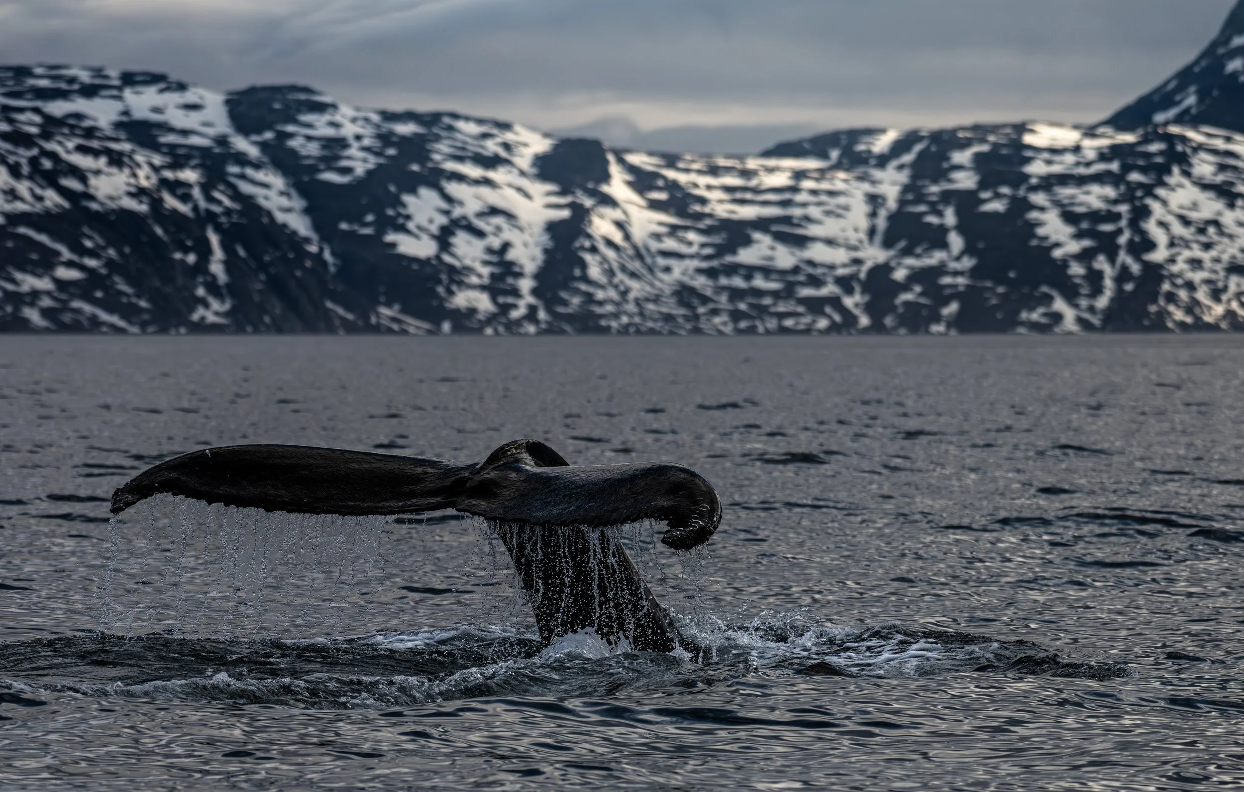 Humpback, Nuuk Fjord