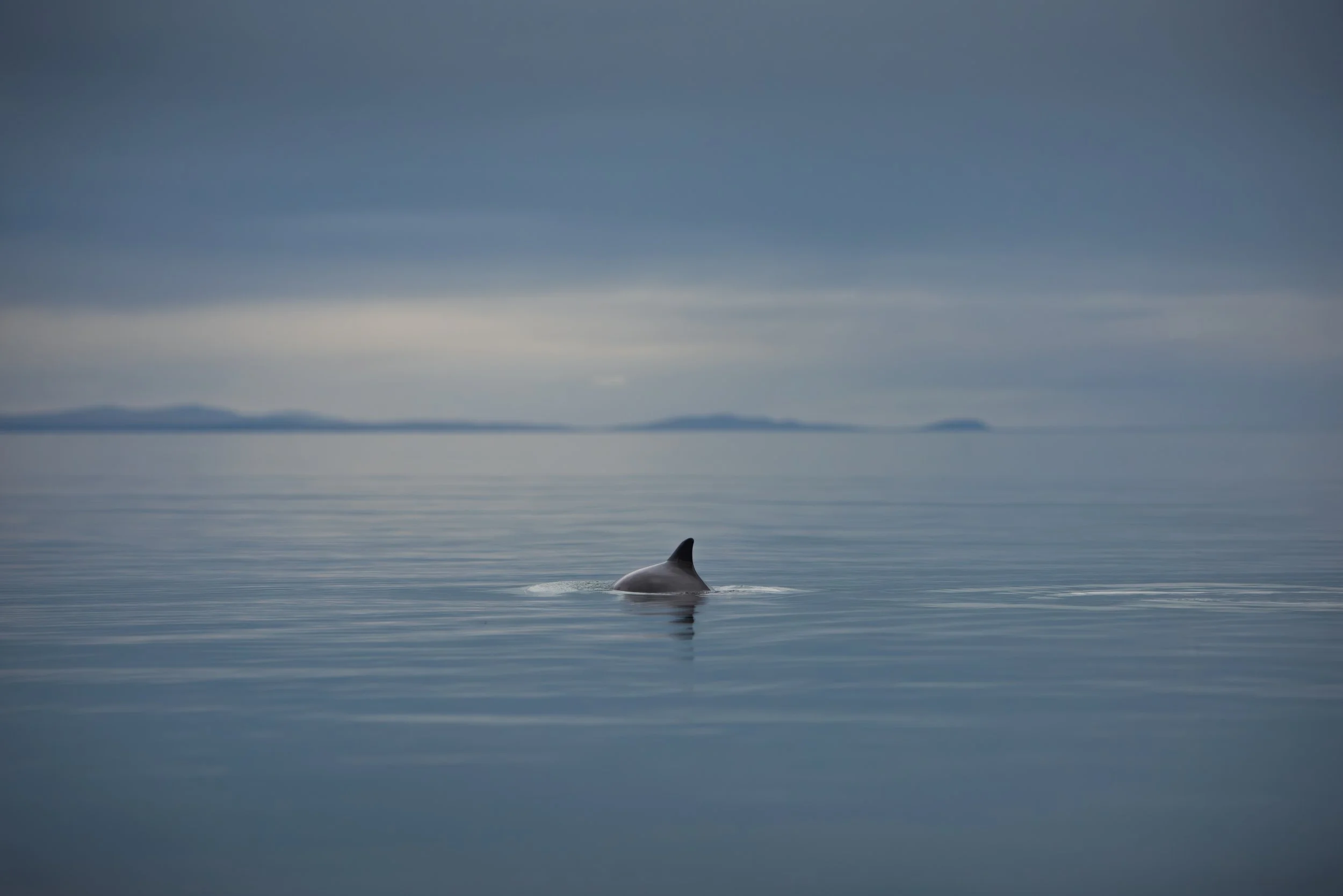 Porpoise in the mouth of Porsanger Fjord
