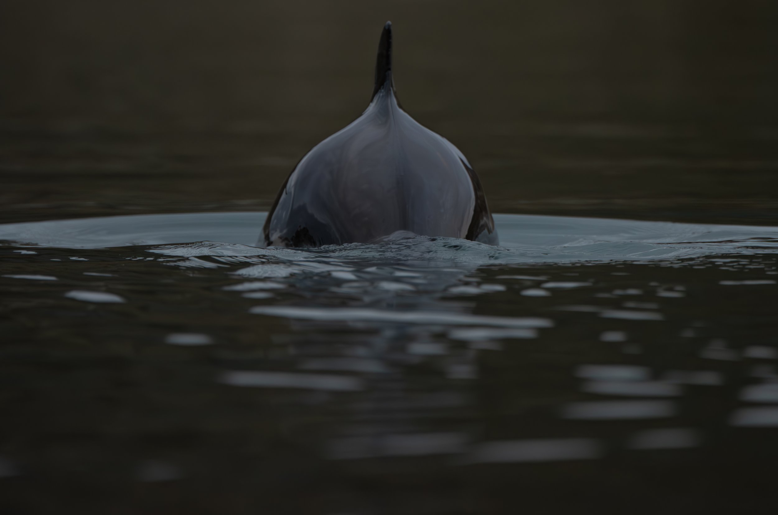 Porsanger porpoise