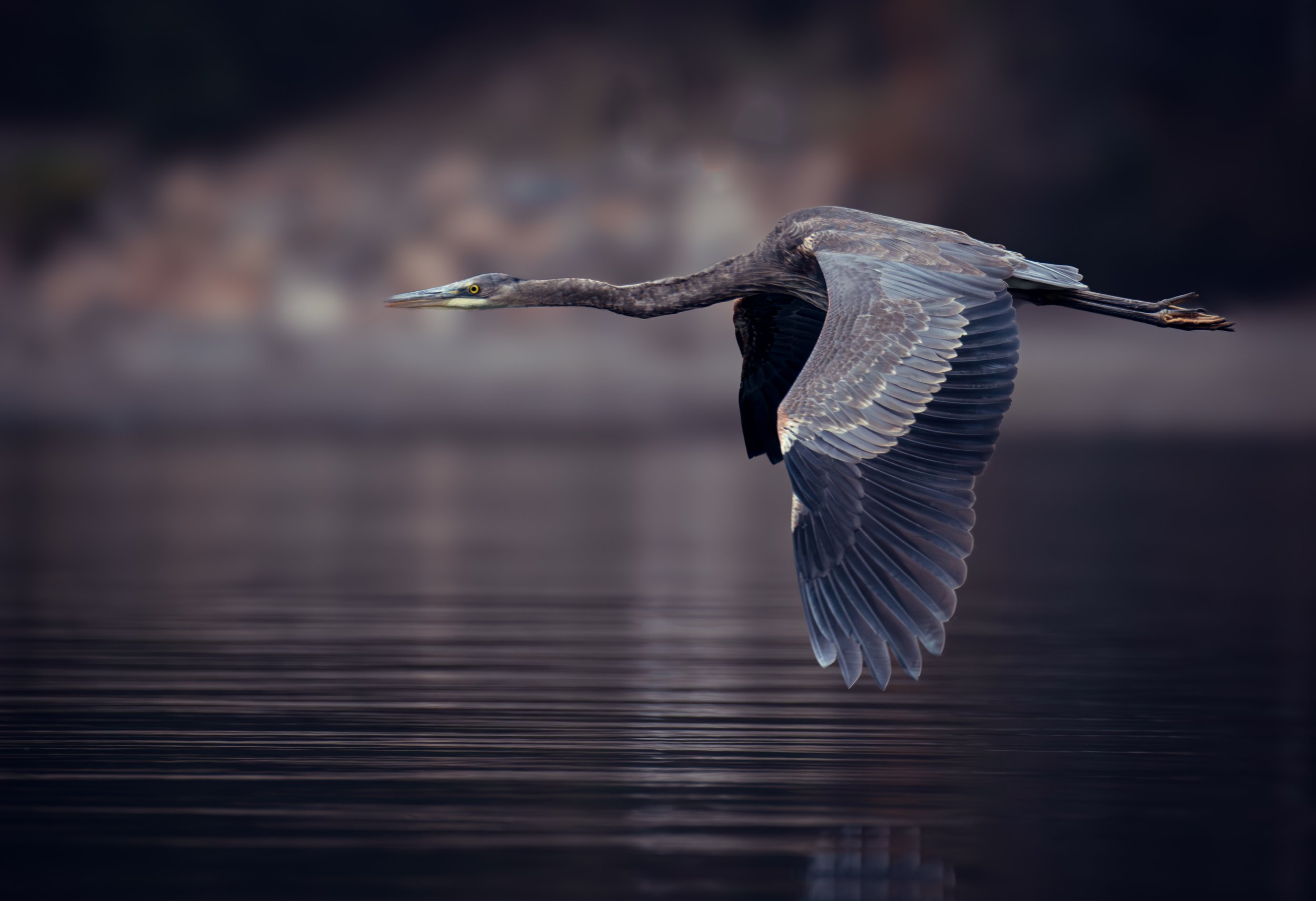 Blue Heron over the sea, Mount Desert Island