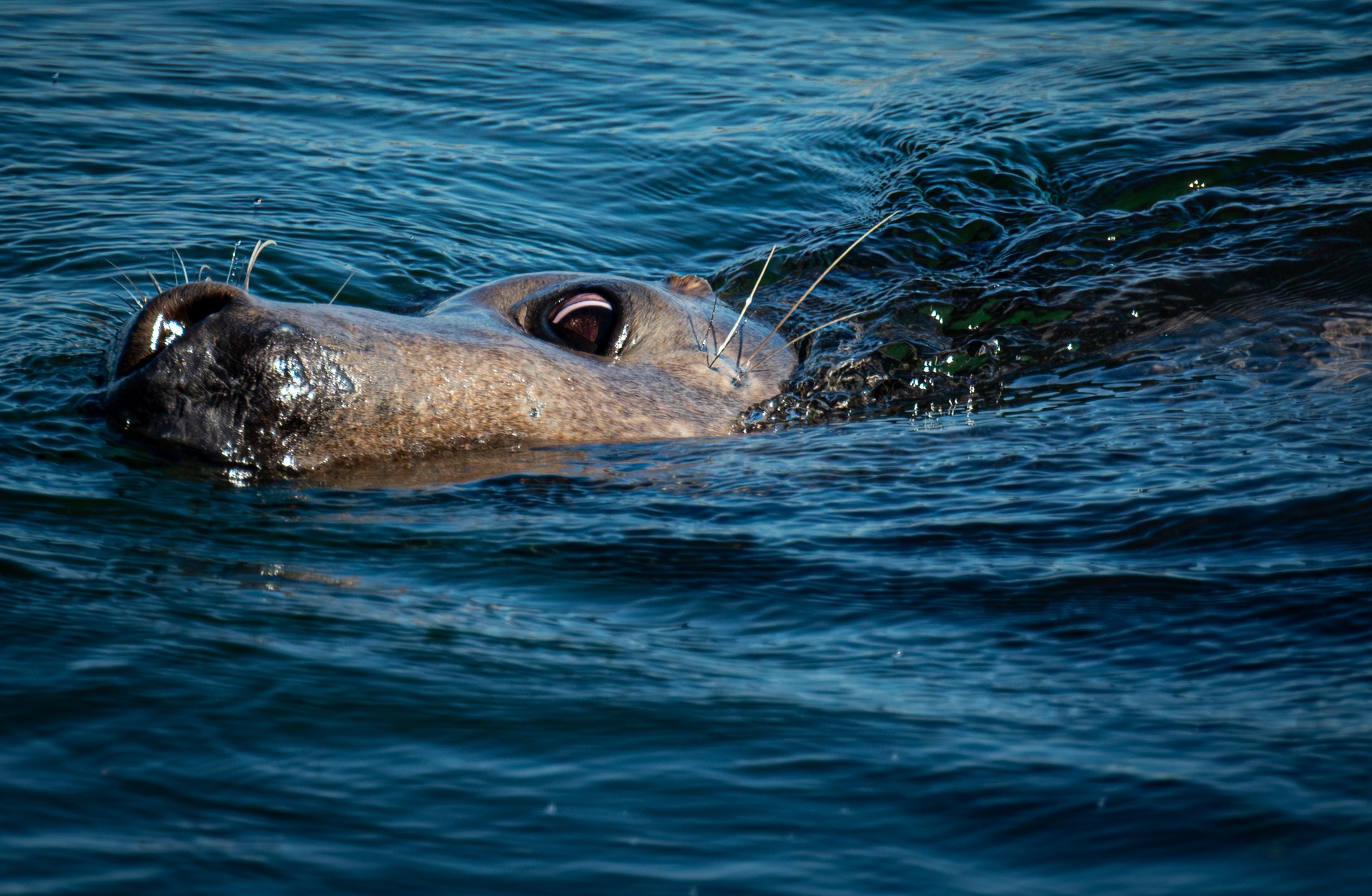 Constant seal company, Cape Cod