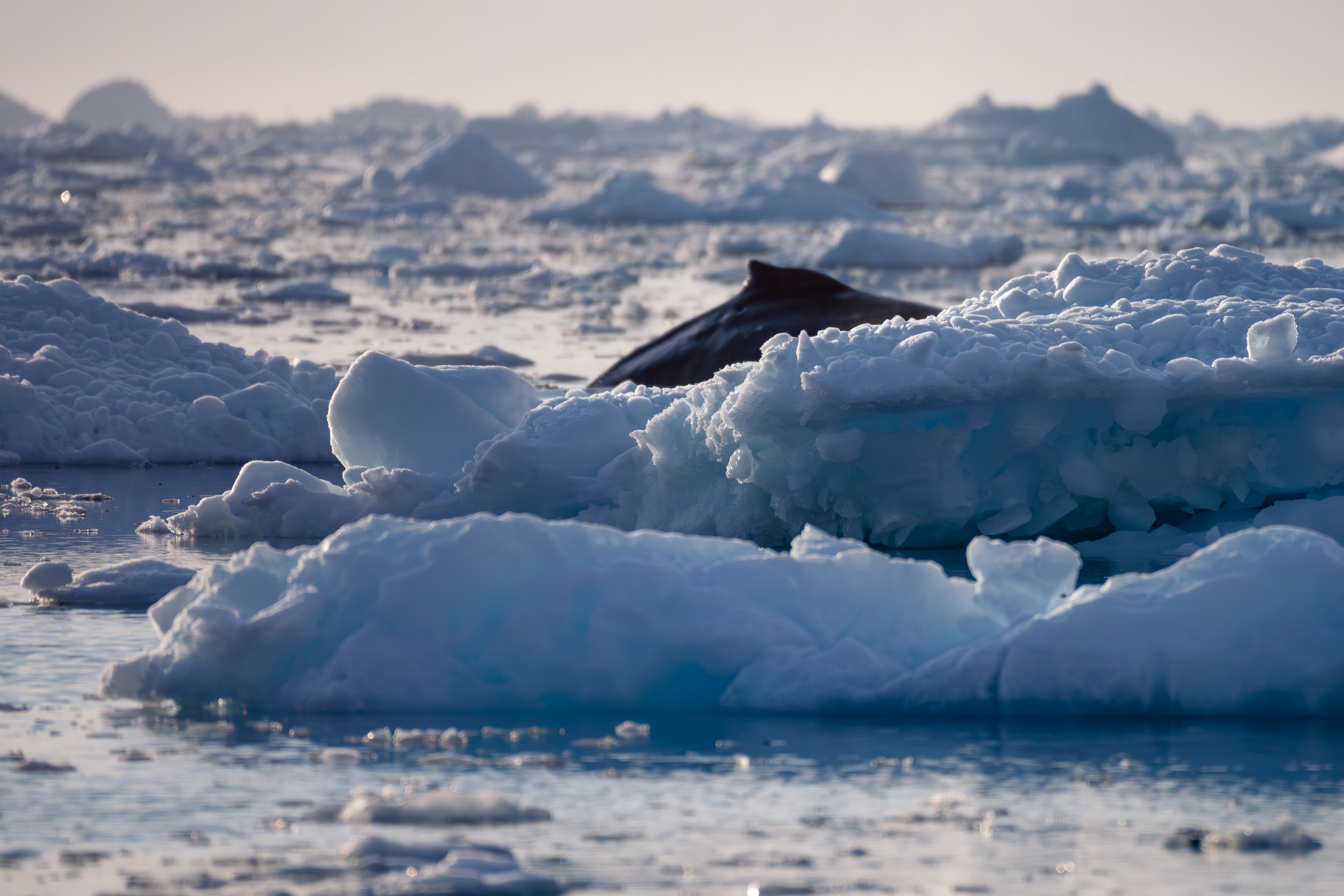 Humpback, DIsko Bay