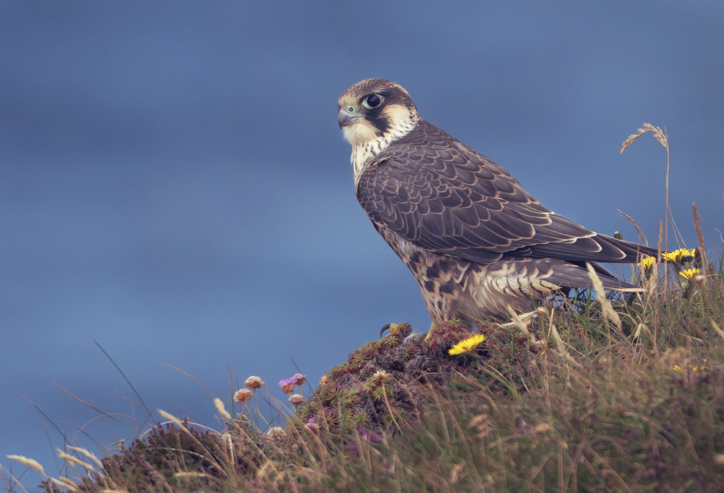 Peregrine on sea cliffs