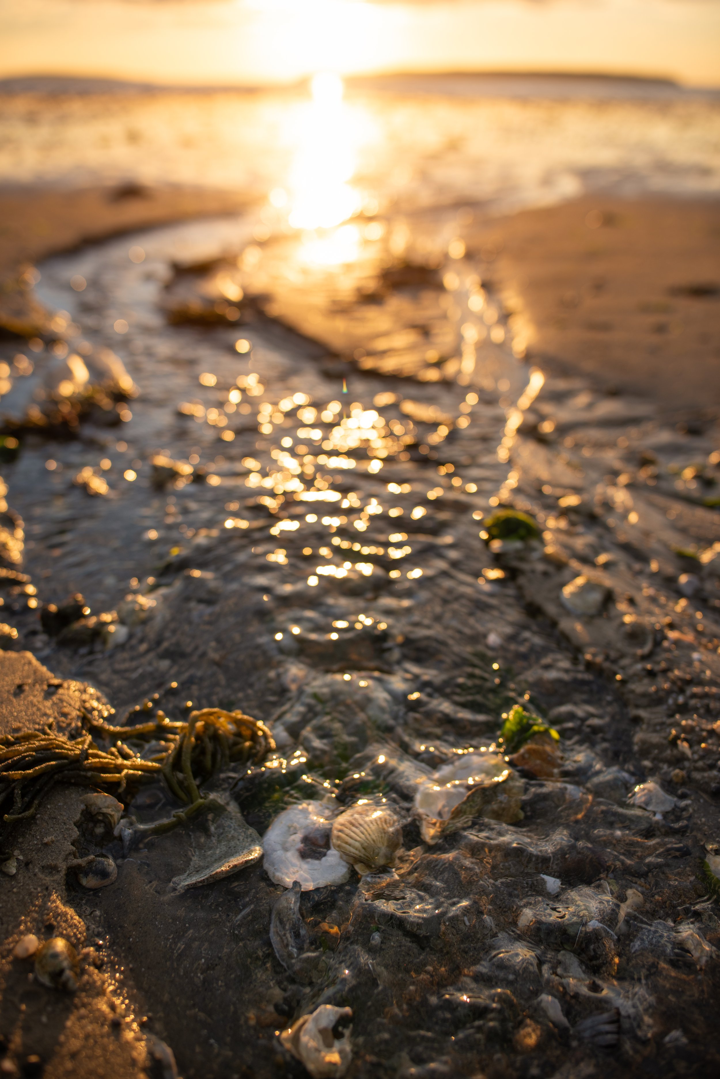 Massachusets mudflats