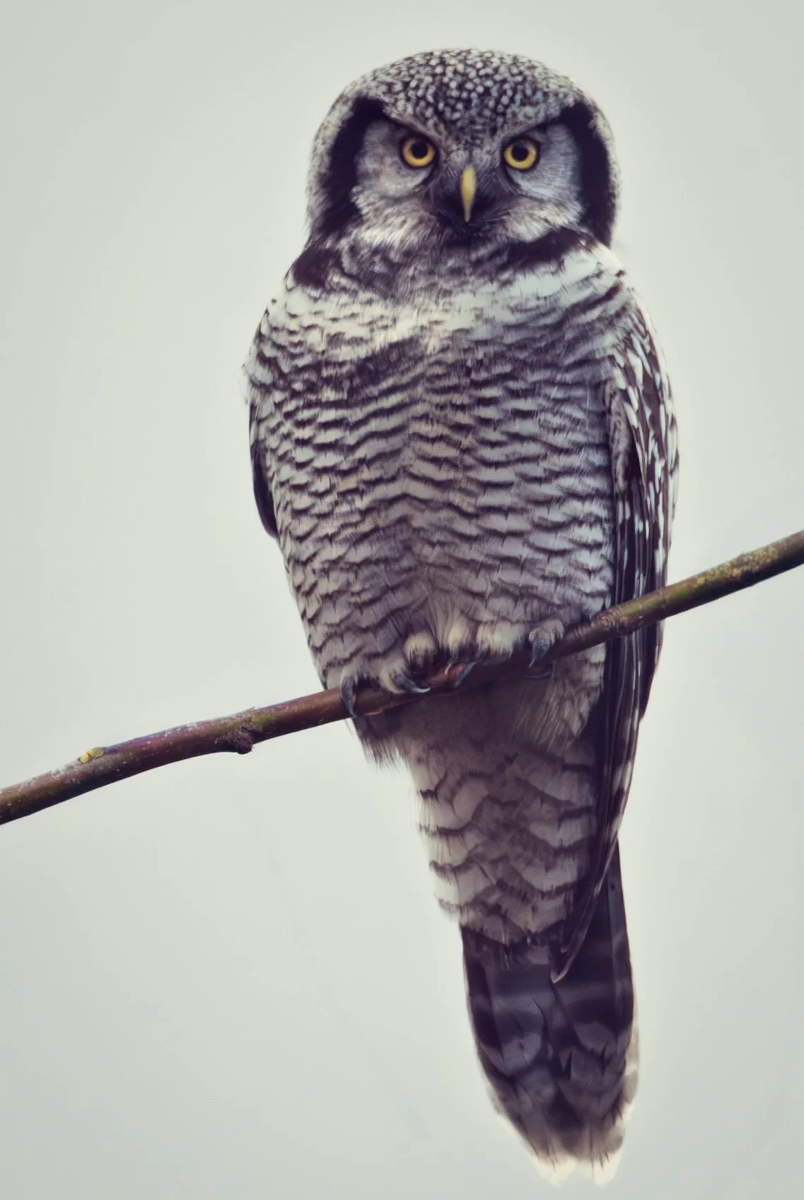 Northern hawk owl