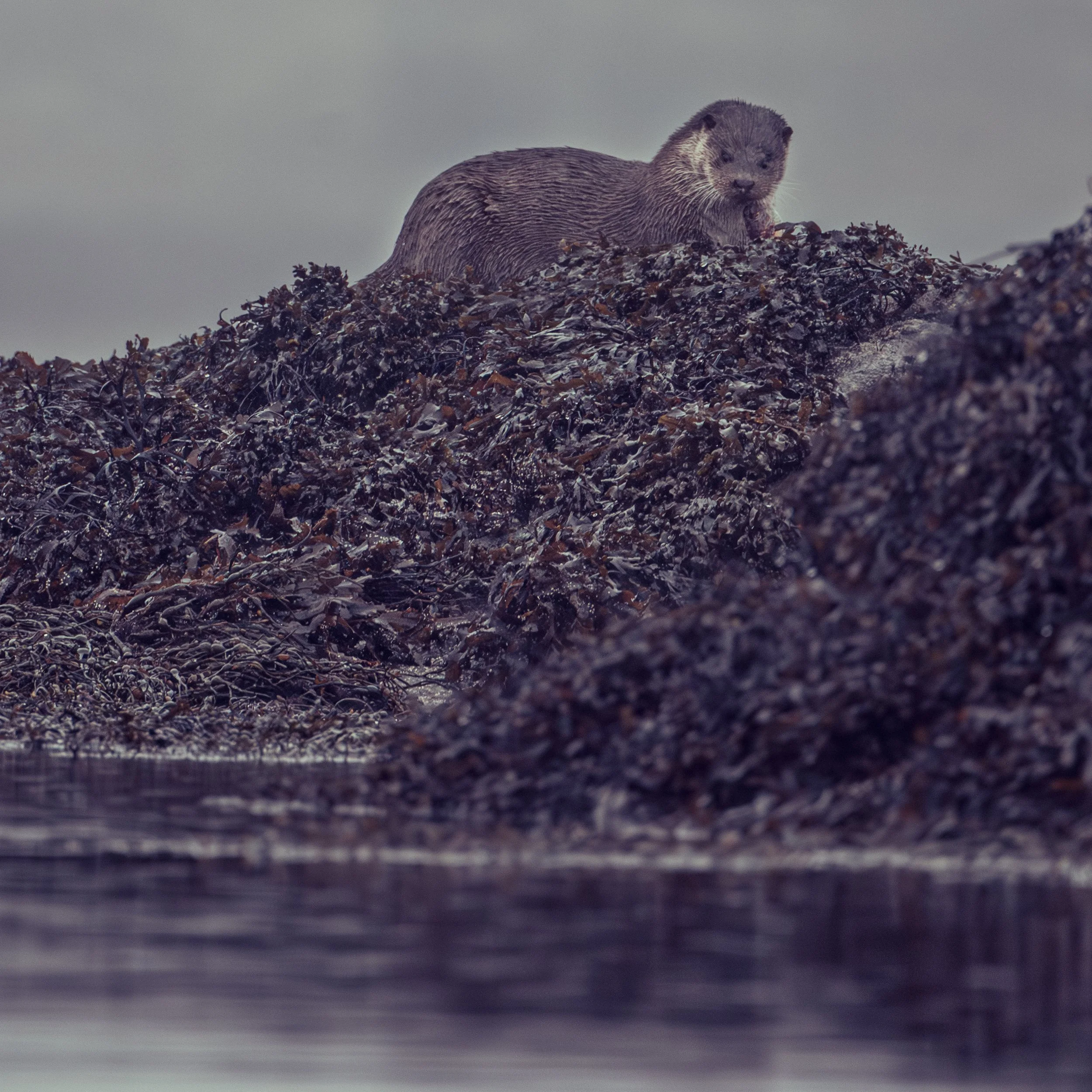 Loch Ròg Otter, once a semi-domesticated animal around the North Atlantic