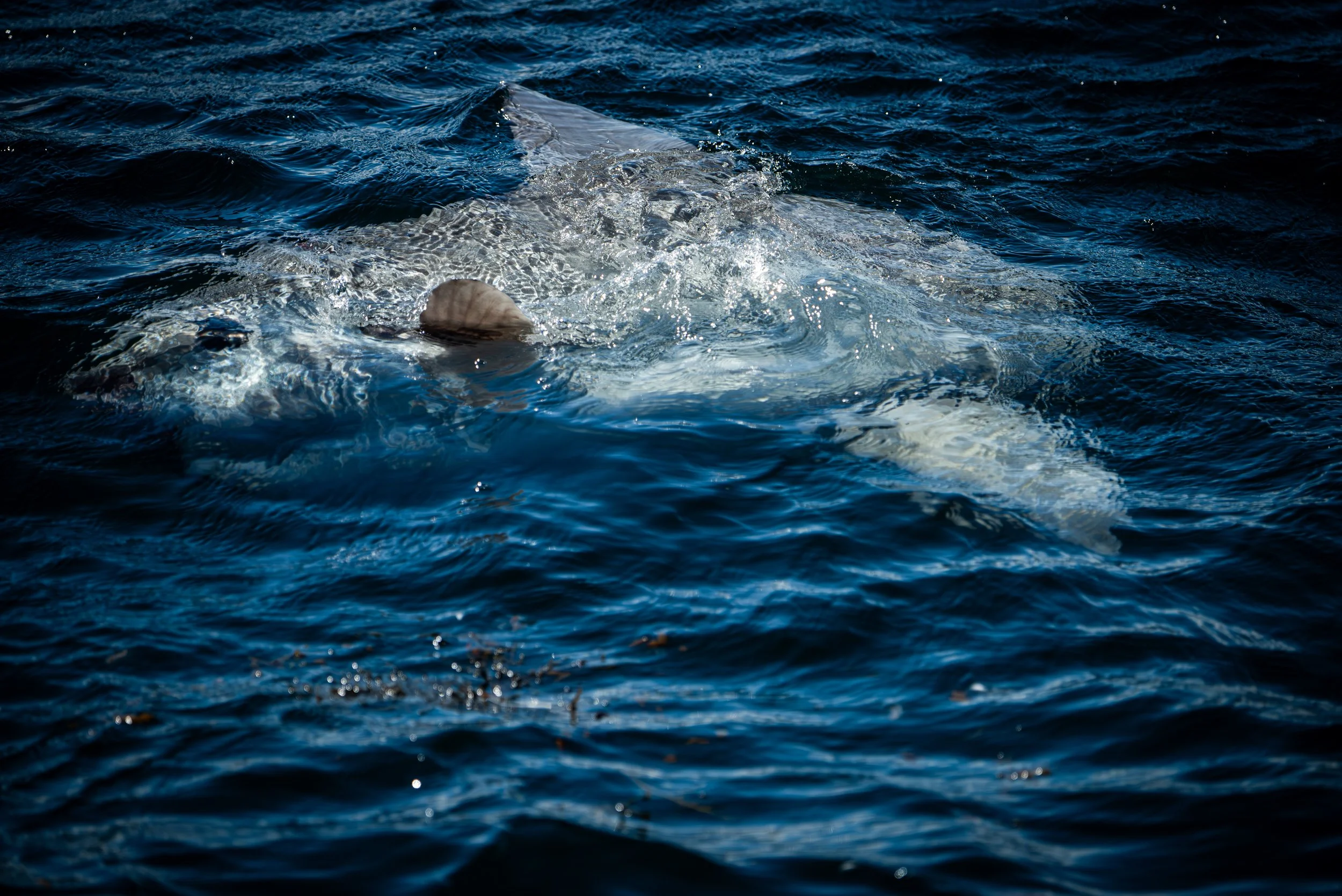 Sunfish