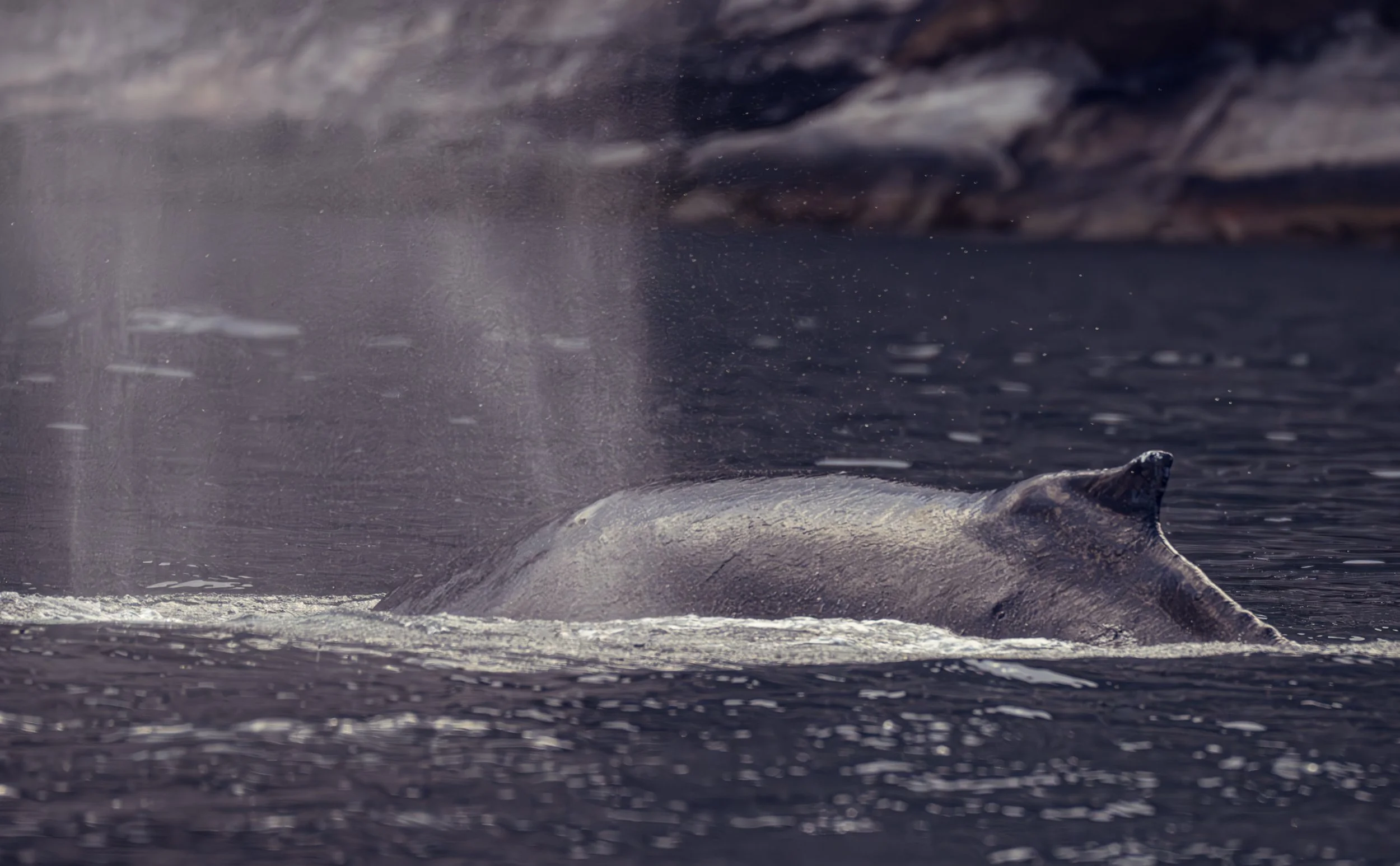 The noxious breath of a humpback, shockingly close, & 30,000 times the weight of my boat