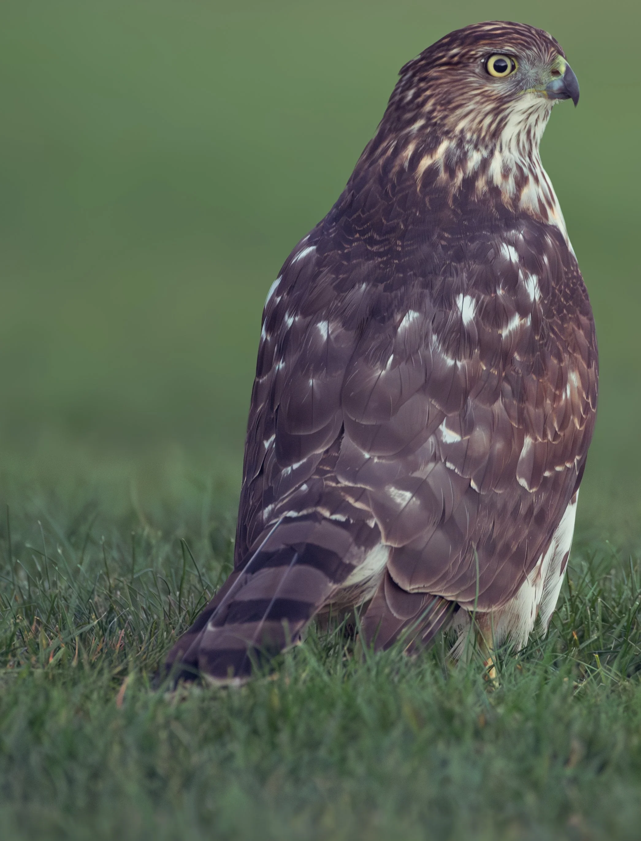 Saltmarsh hawk