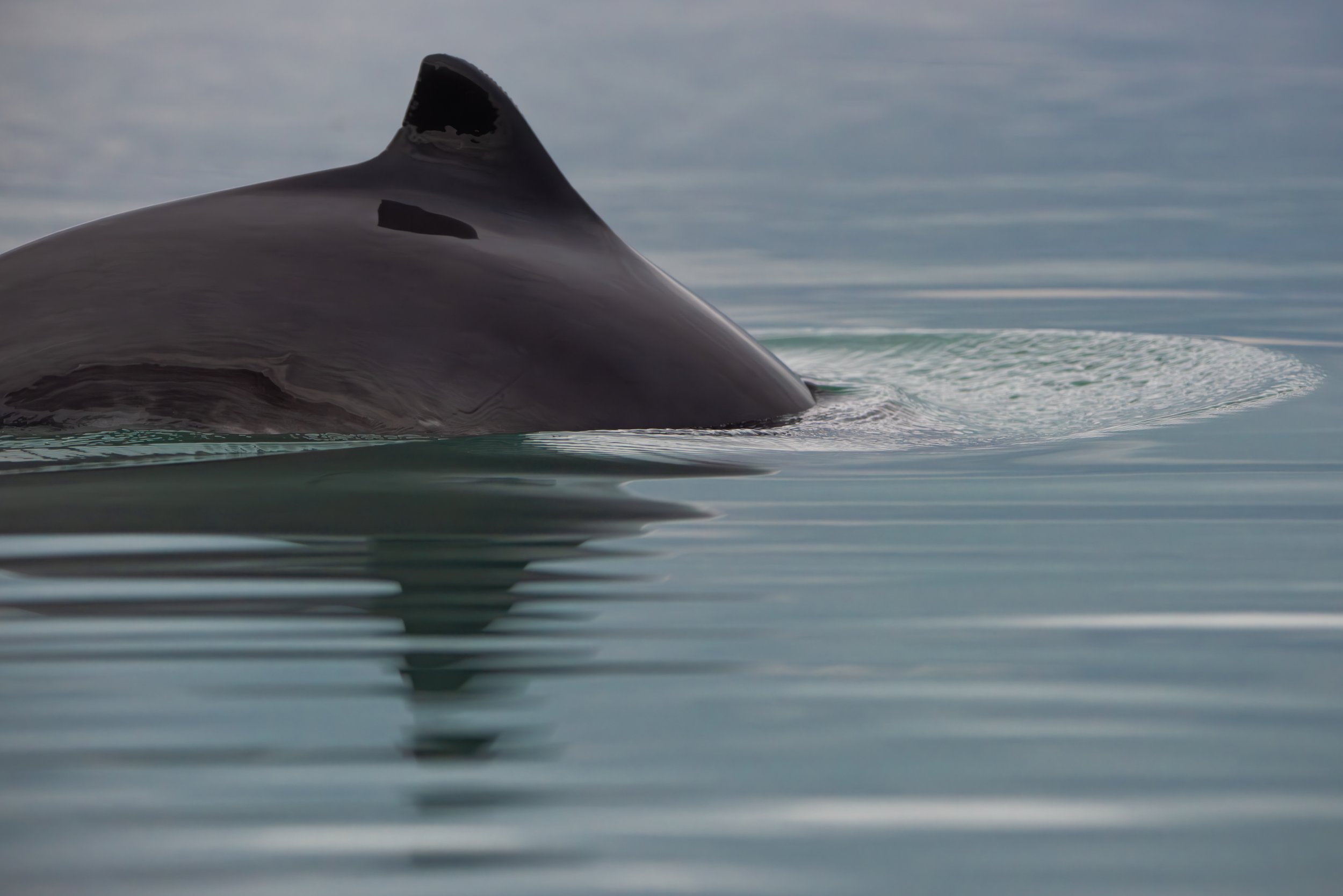 Porsanger porpoise