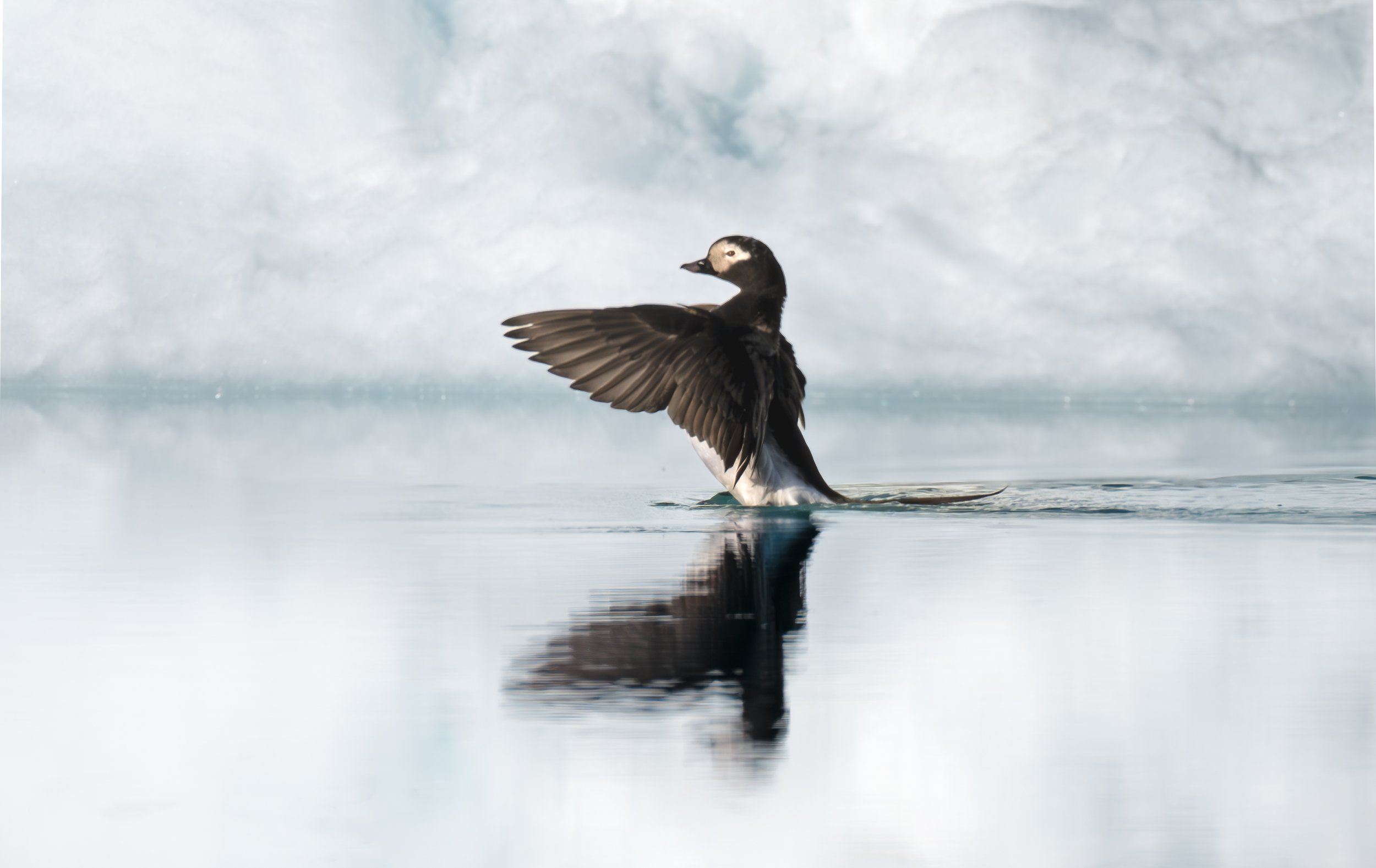 Greenland Long tailed duck