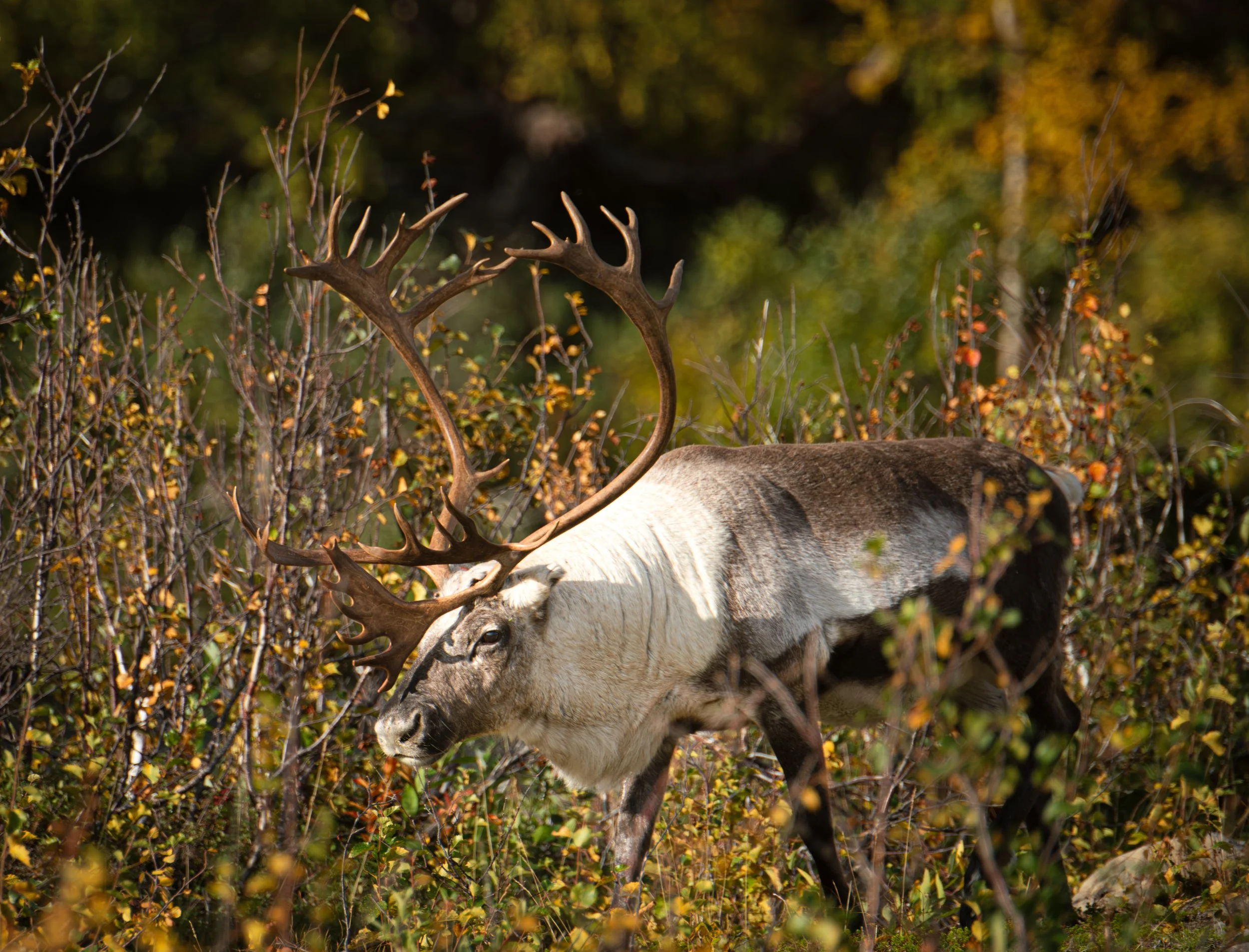 Reindeer on the Sámi coast 