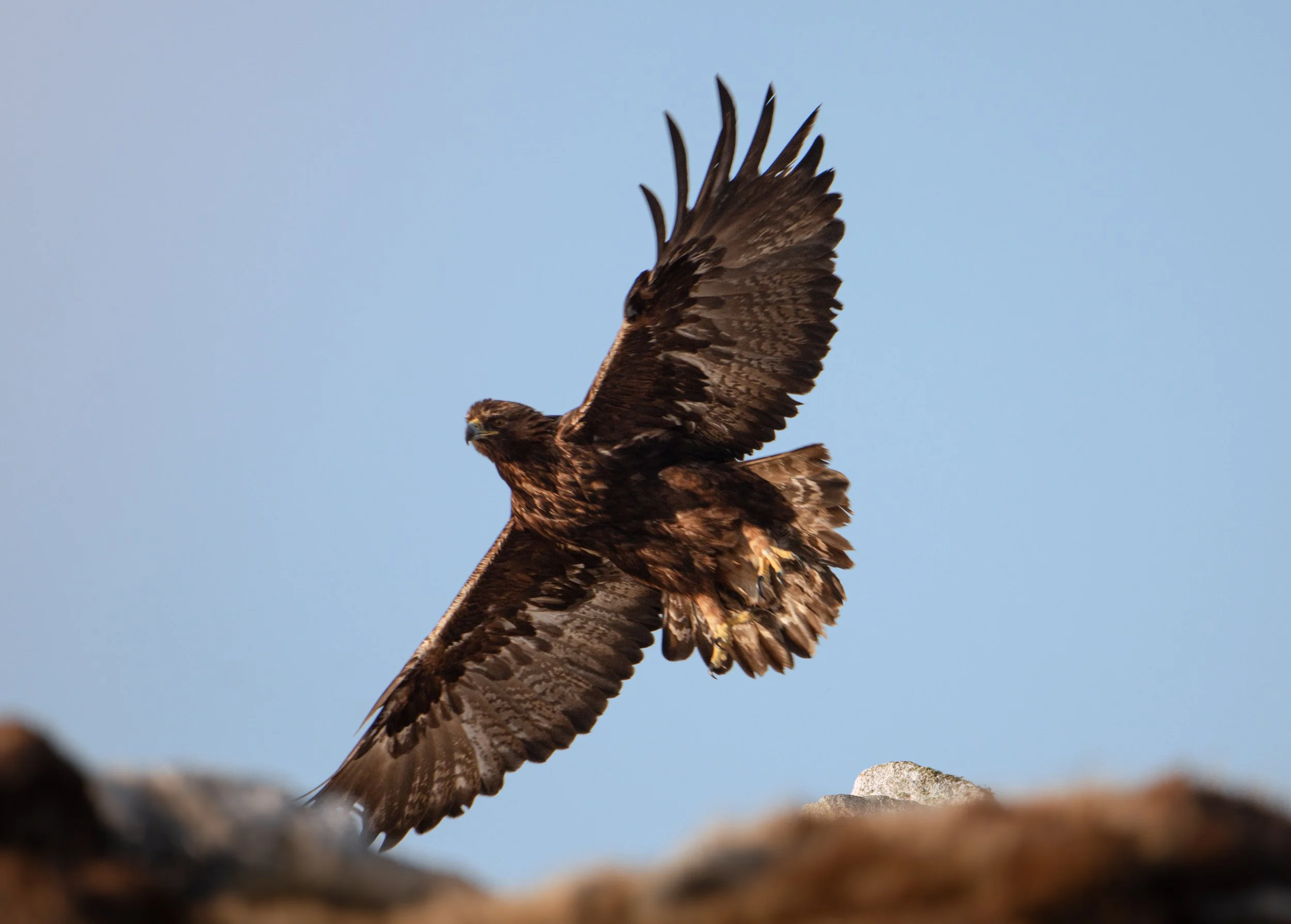 Golden eagle, Scarp