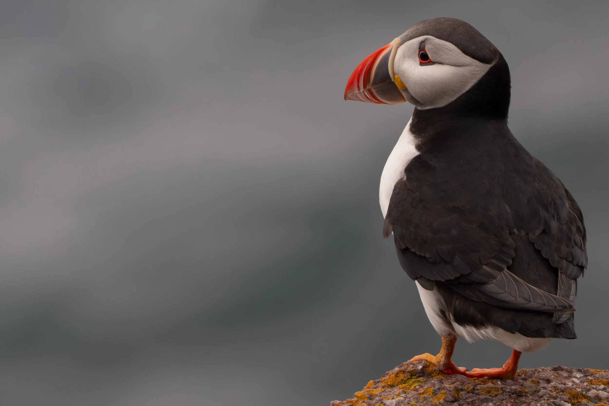 "Down comes the puffin from the cliff"