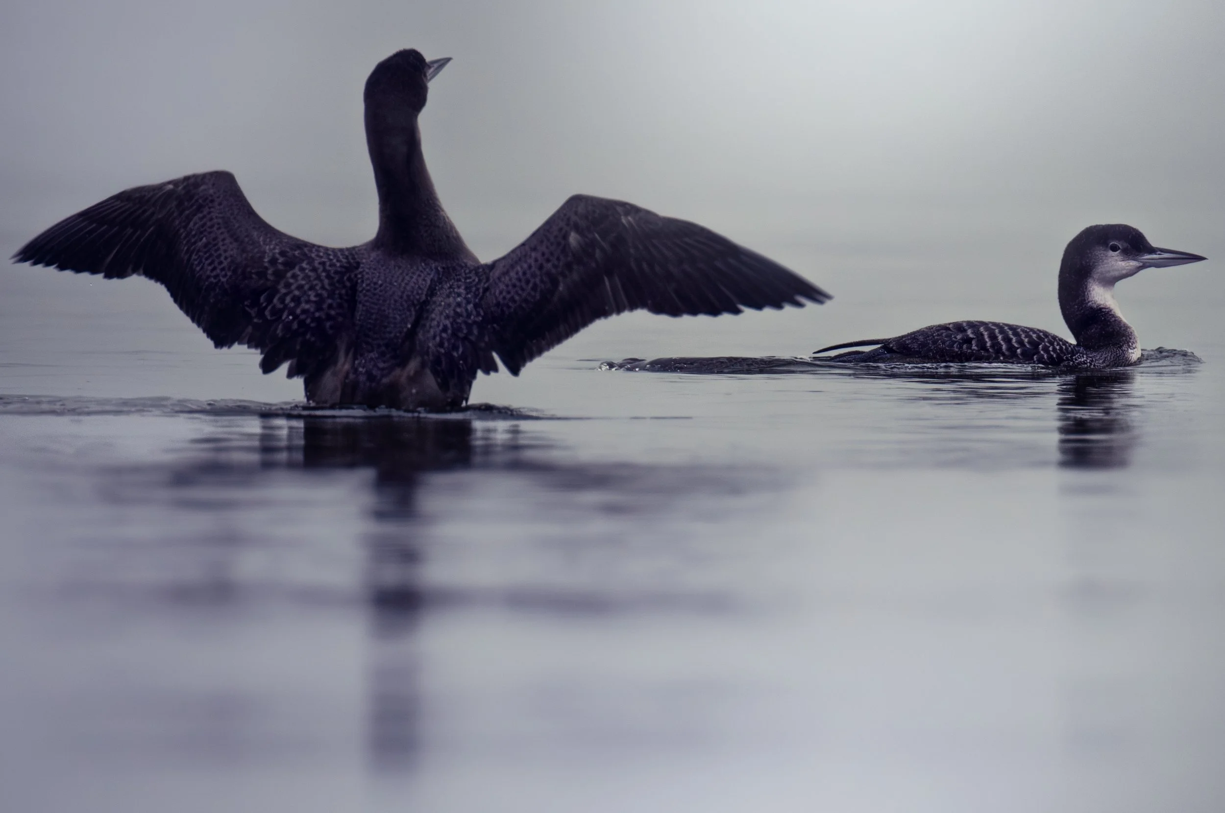 Great Northern Divers