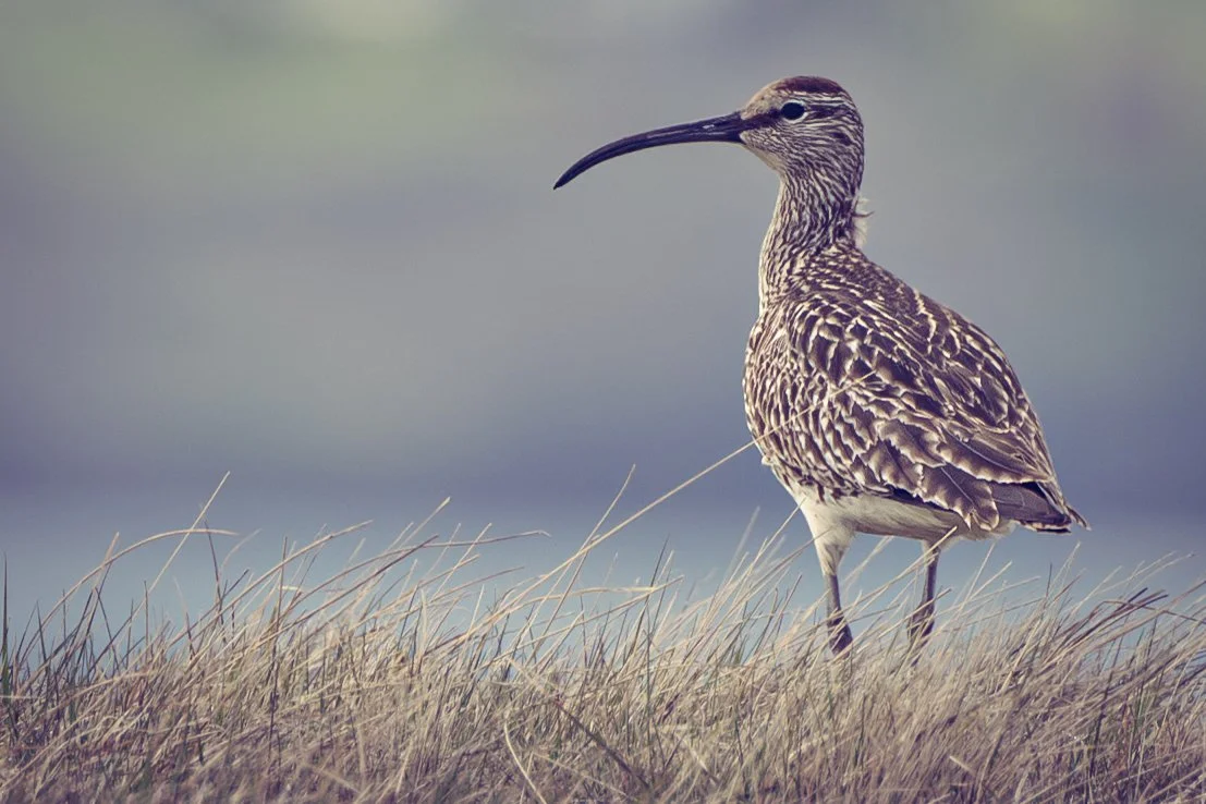 Whimbrel, Kalsoy