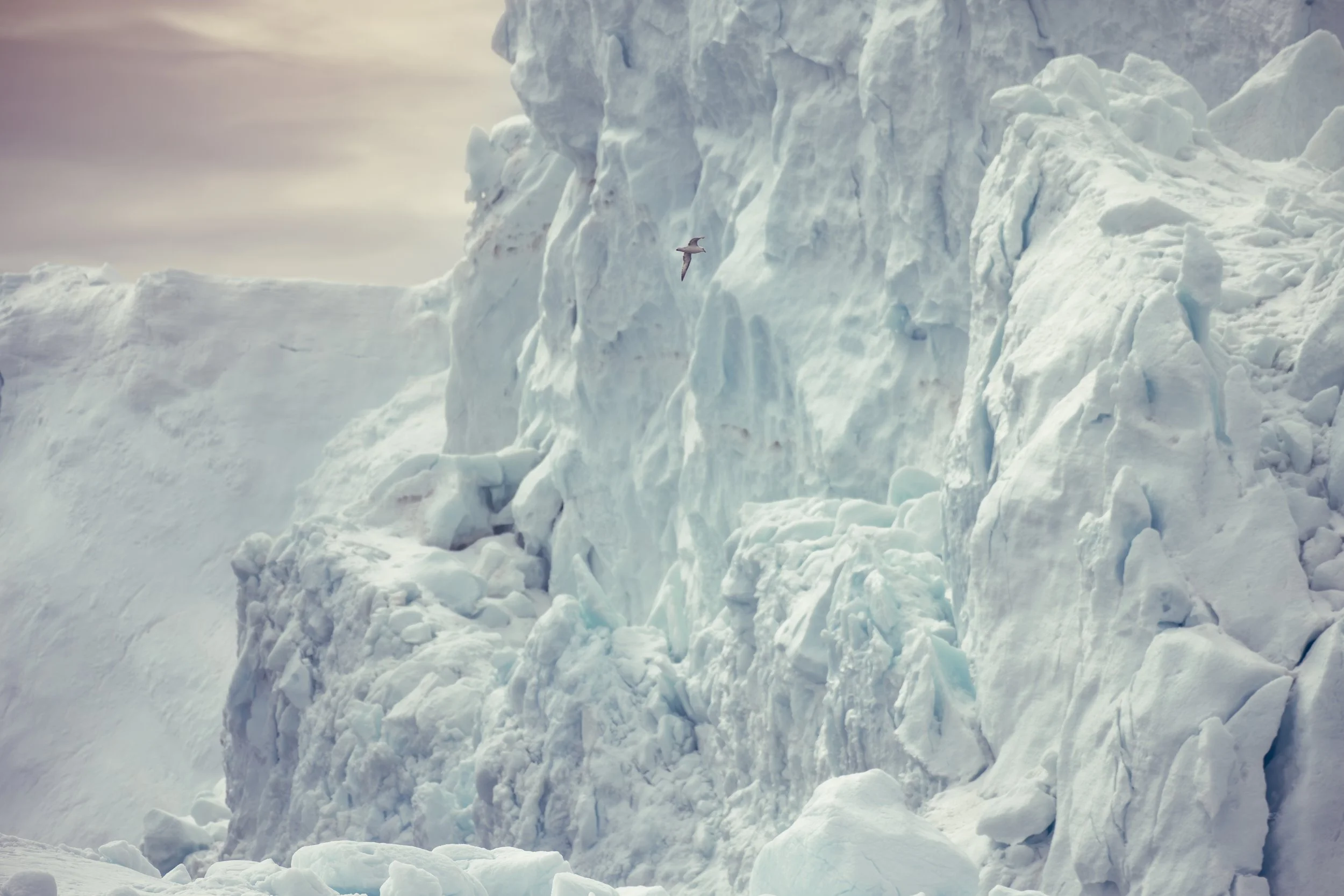A fulmar circles the cliffs of a half-mile long iceberg