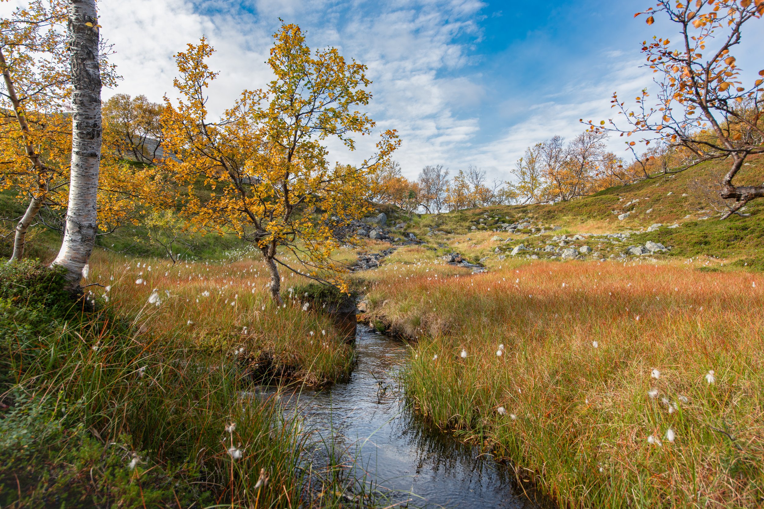 Where pine gives way to birch in Sámi country