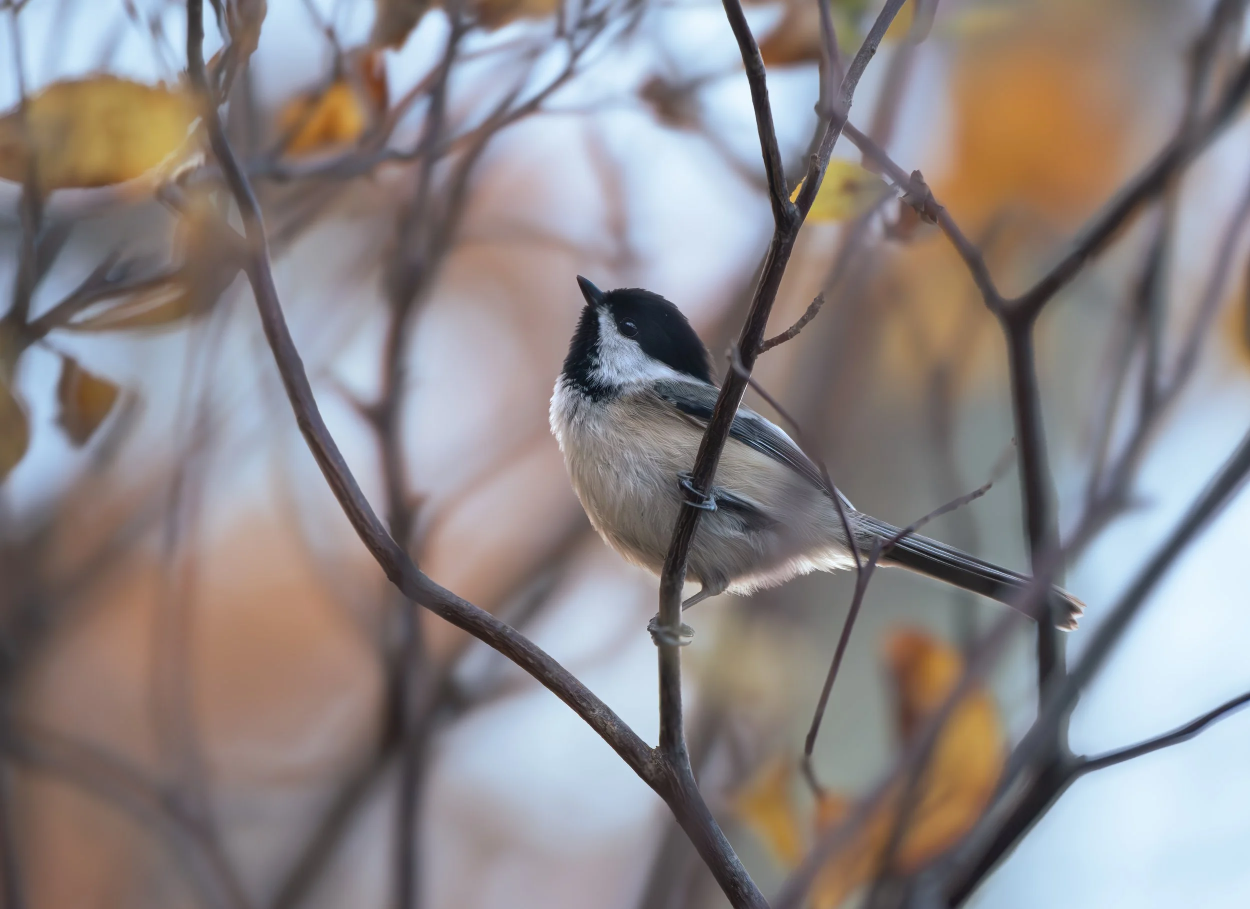 Chickadee over the sea on the forest coasts of Maine