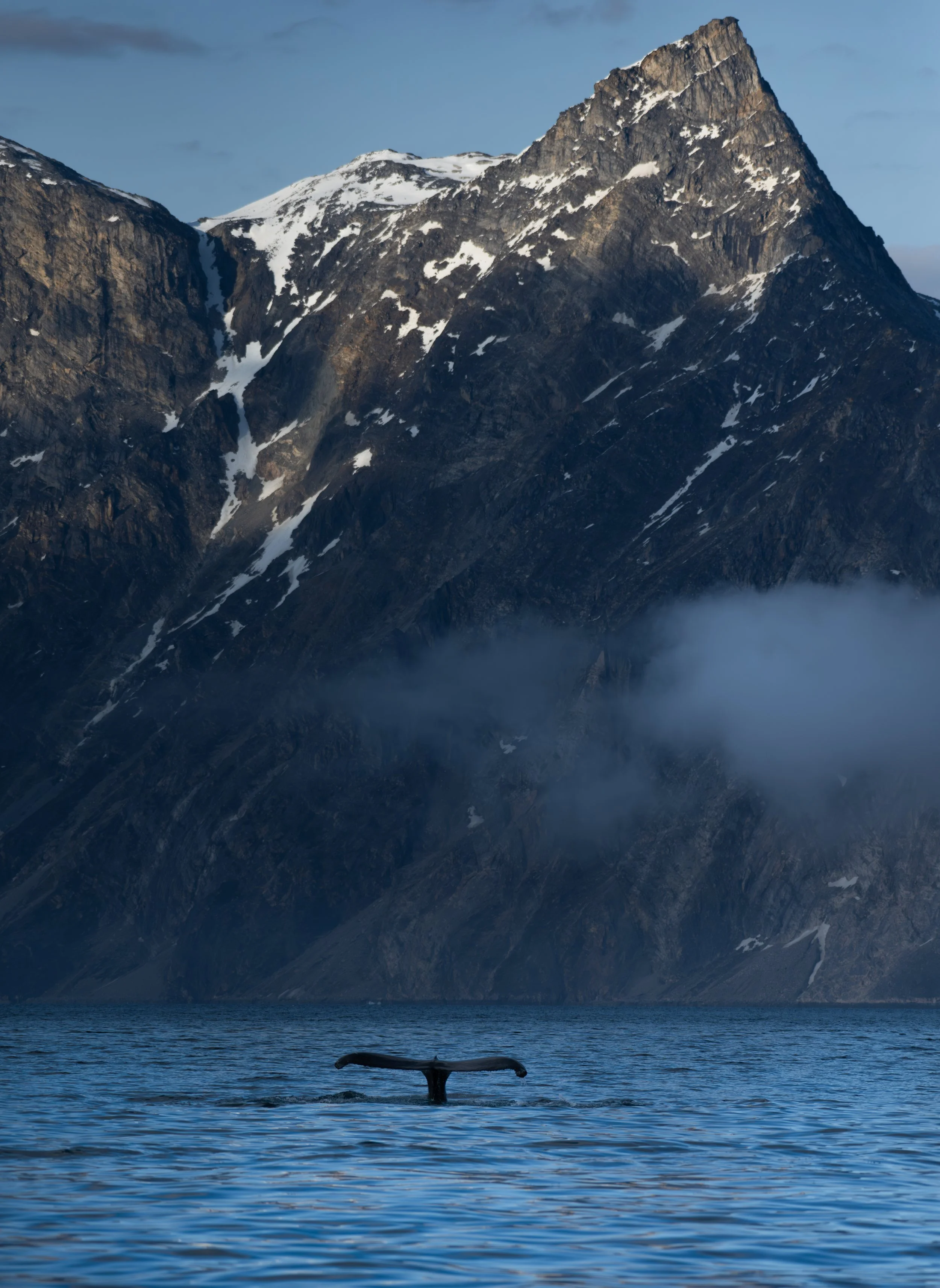 Humpback, Nuuk Fjord