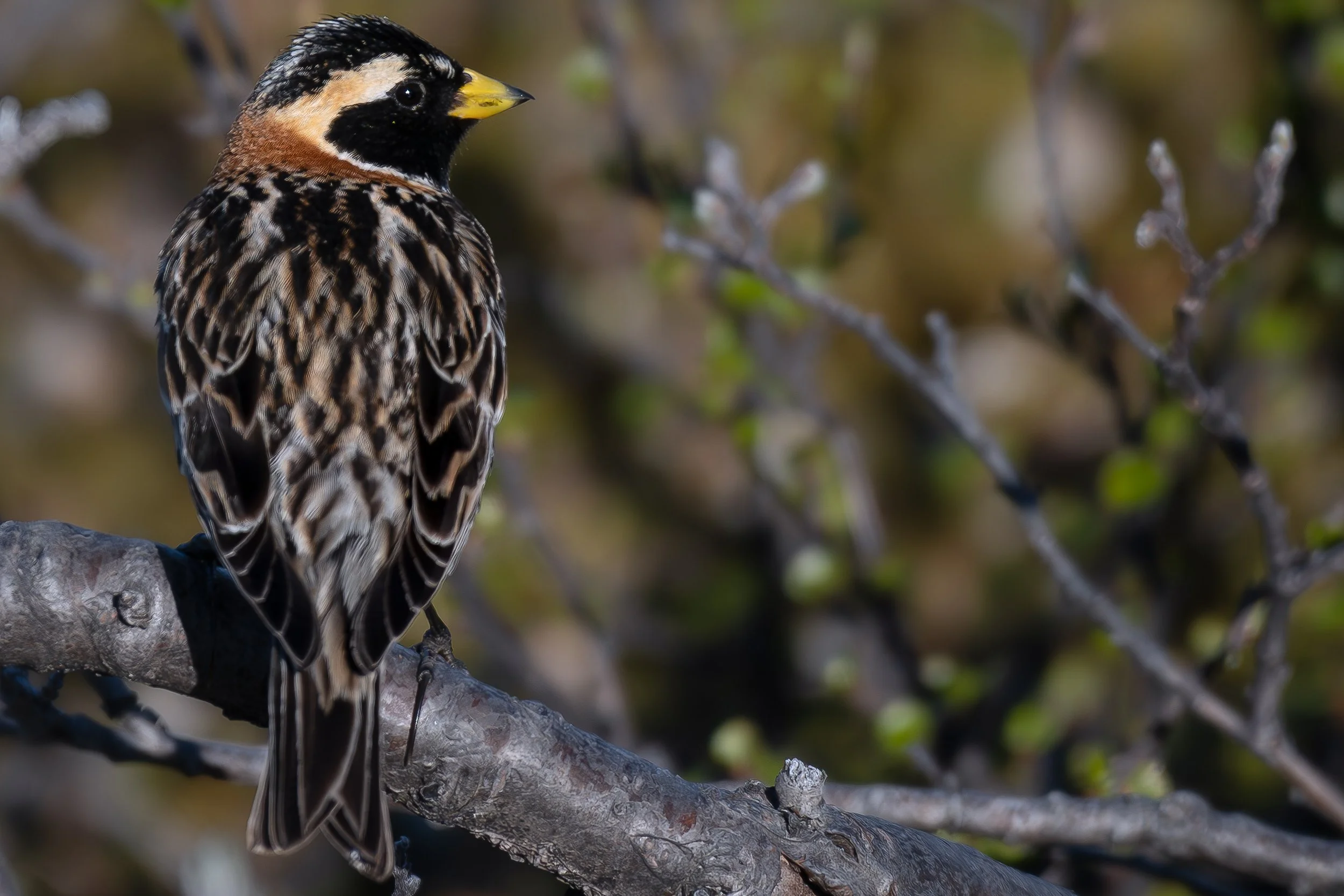 Lapland Longspur, Greenland