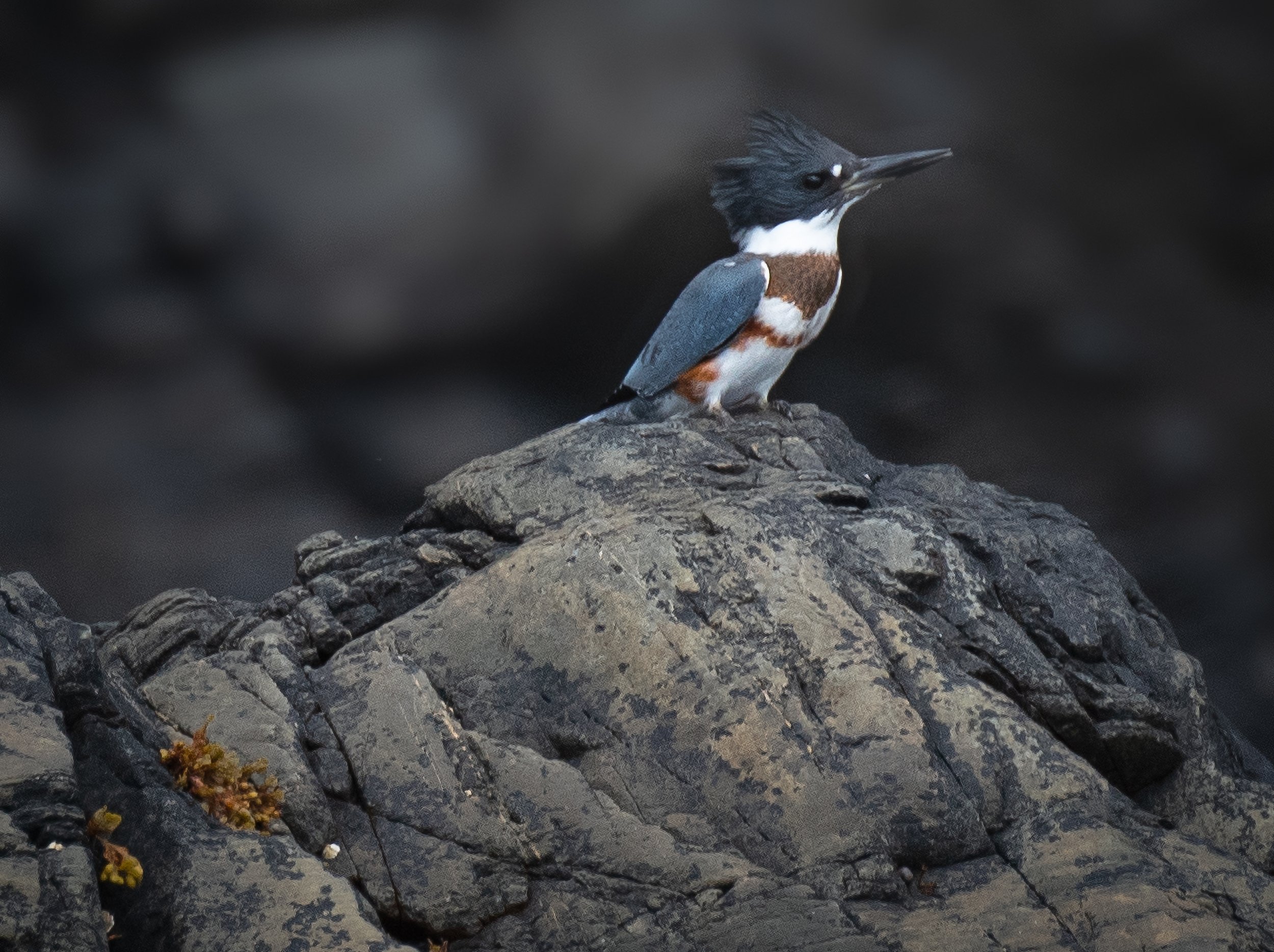 Belted Kingfisher, Newfoundland