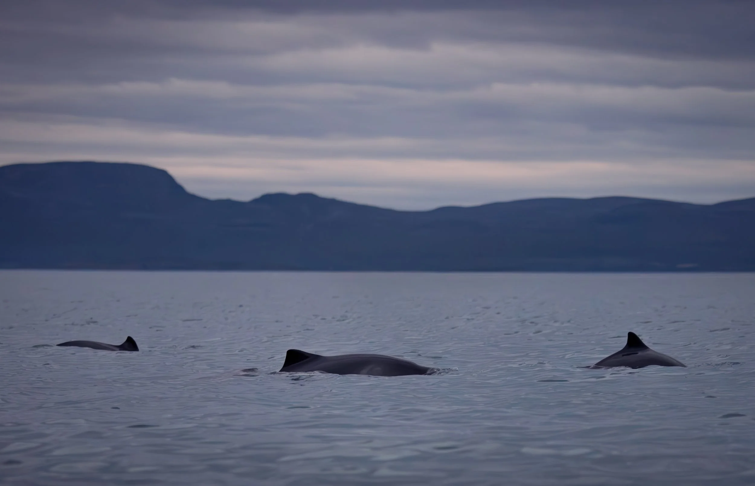 A few of the multitude: Porsanger porpoise