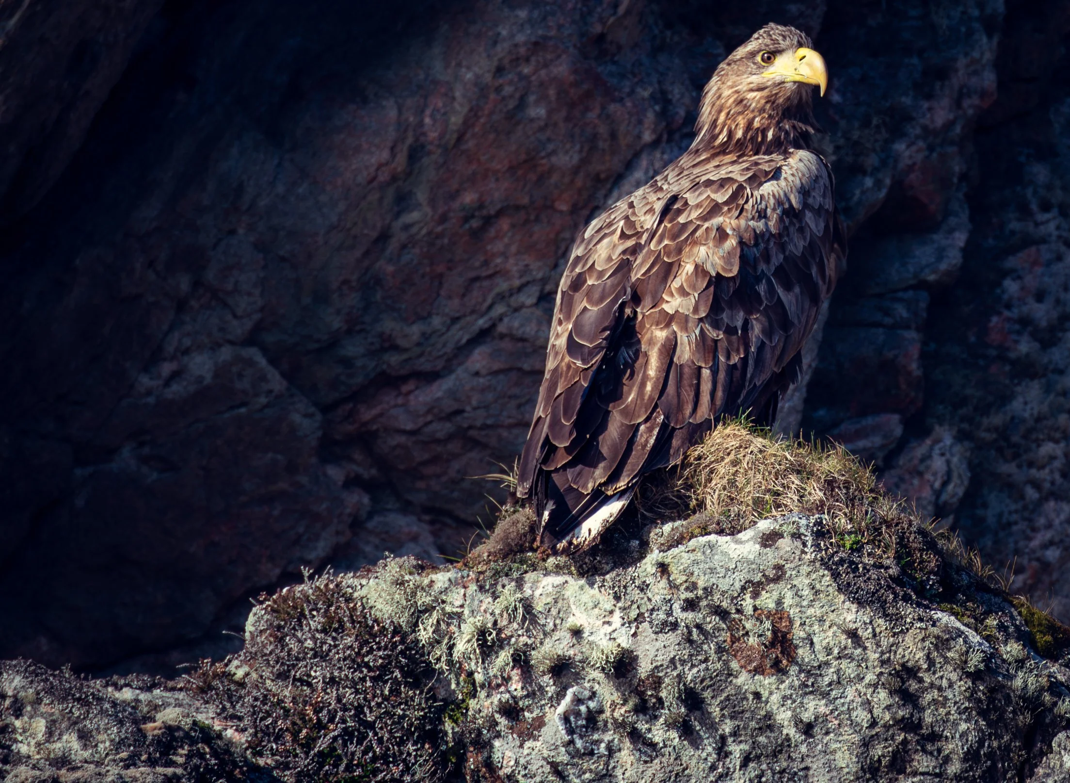 Sea eagles lurk in rocky gaps in the skerries