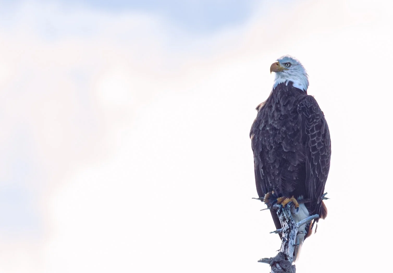 Newfoundland Bald Eagle