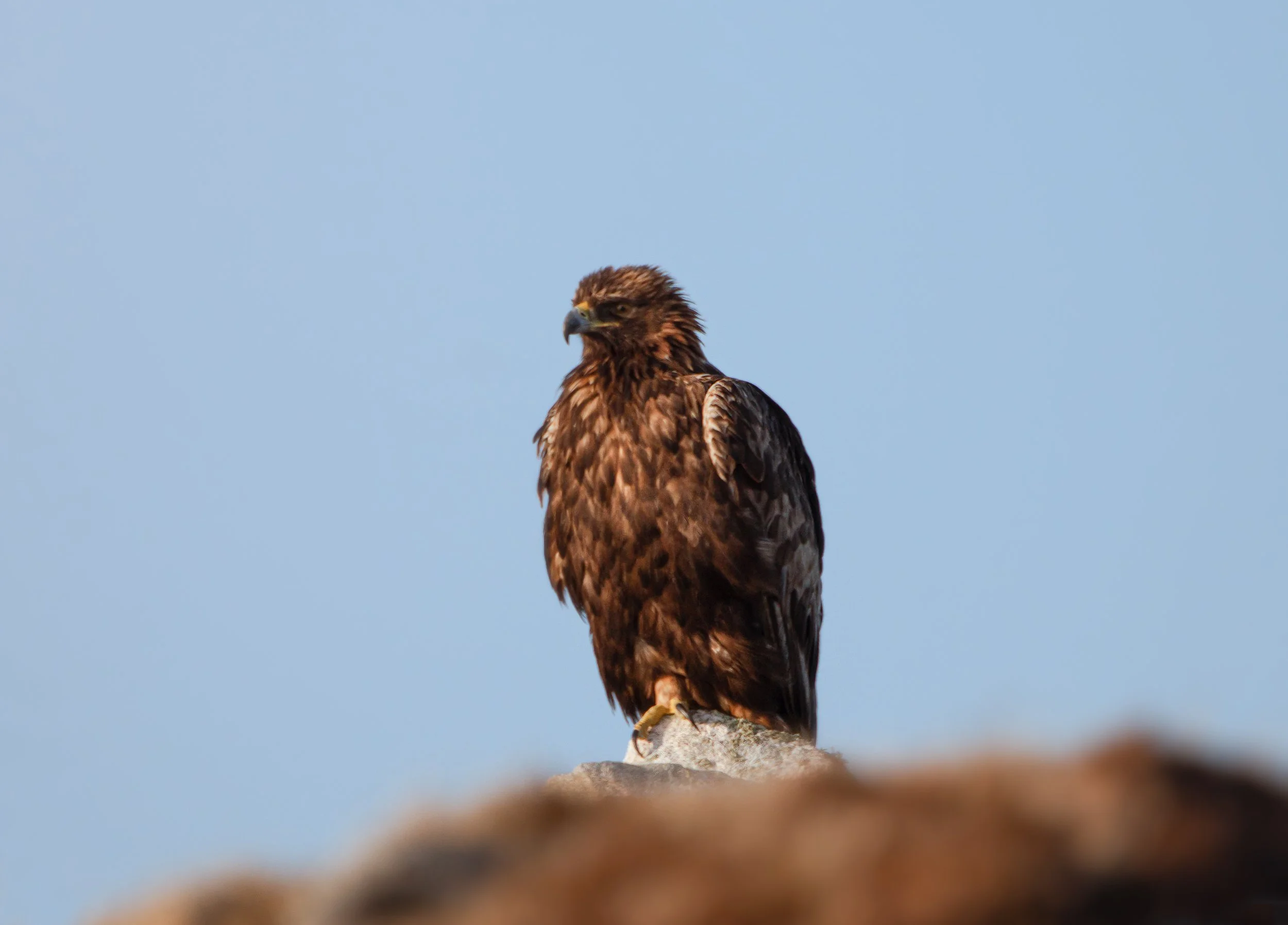 Woken by a golden eagle on Scarp