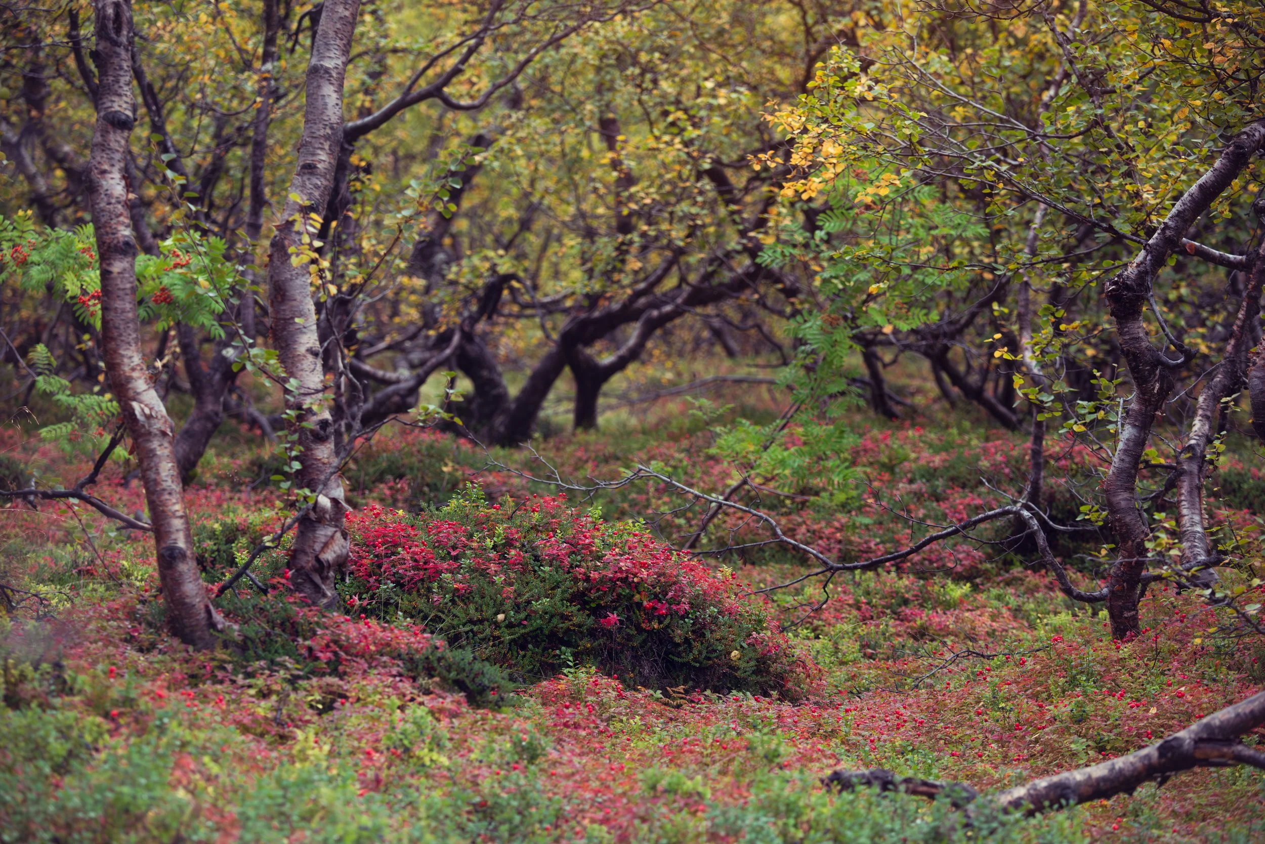 Birch- & berry-scapes