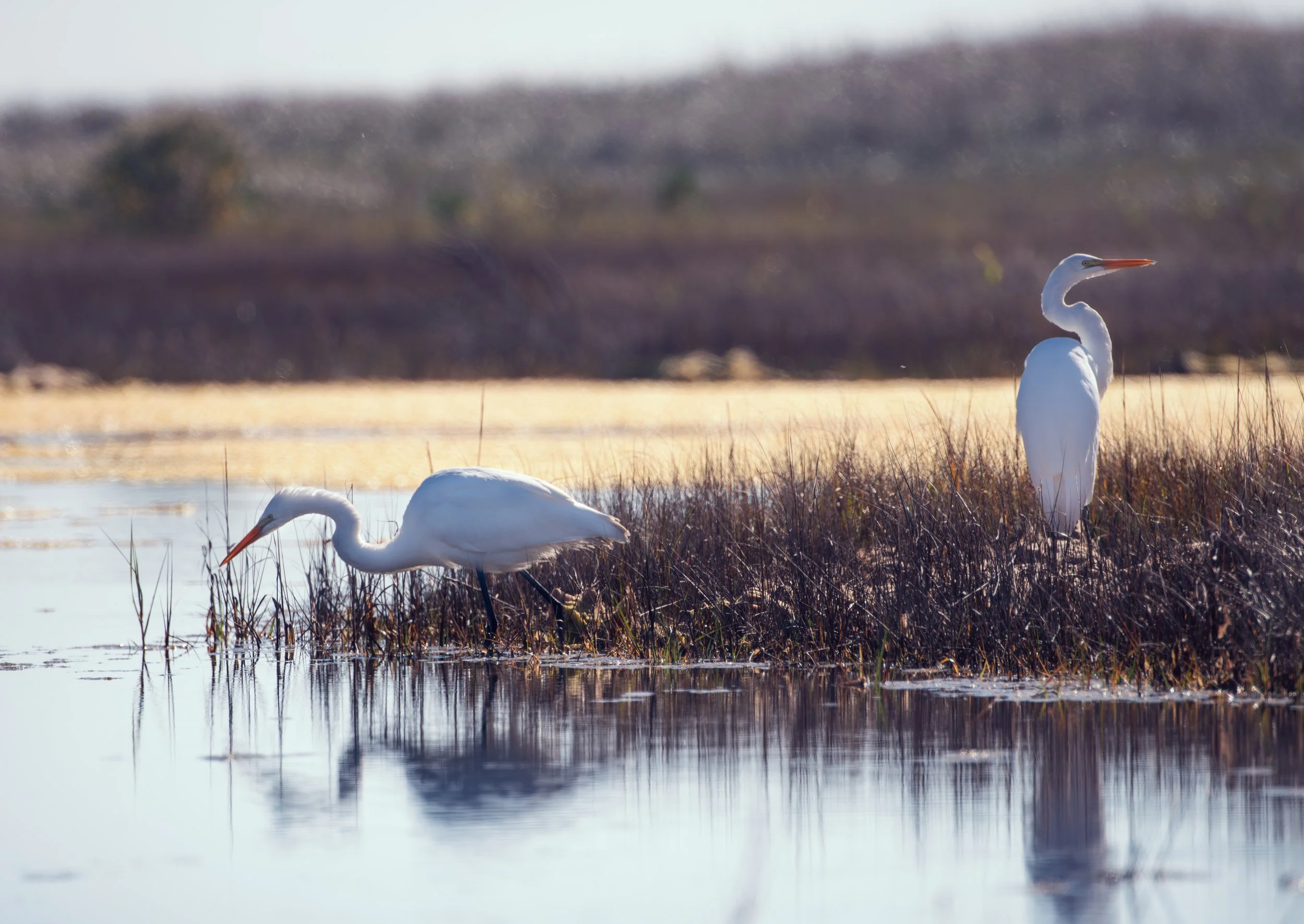Great Egrets in the ocean-edge saltmarshes near the site of the book The House on Nauset Marsh
