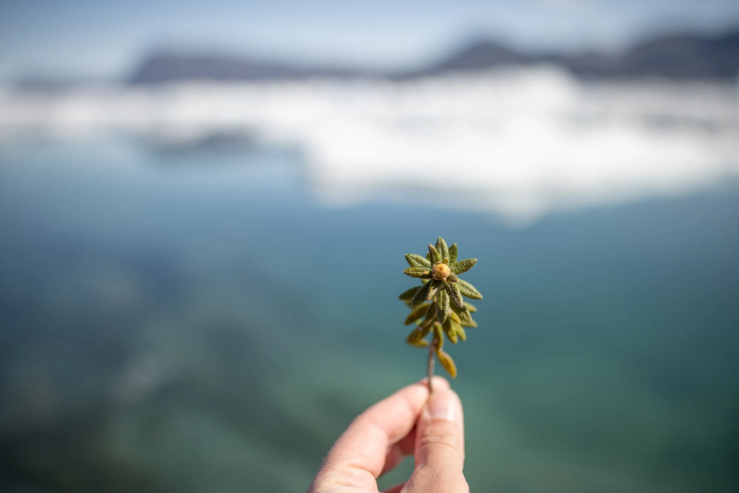 The plant known as "little kayaks"
