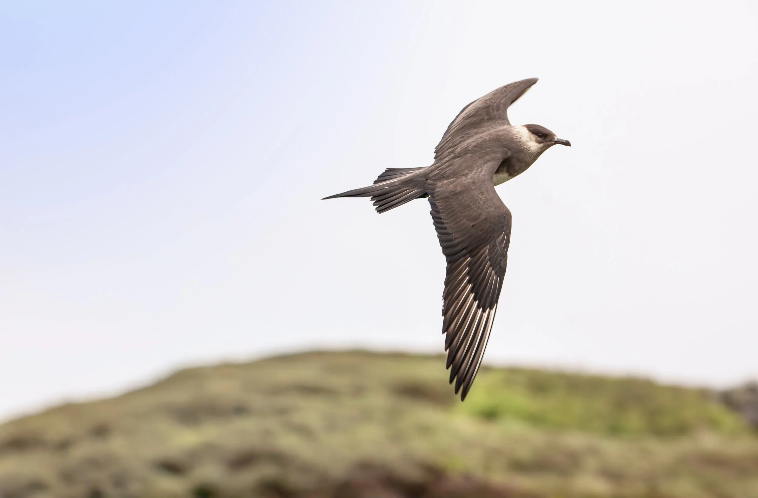 Small island arctic skua