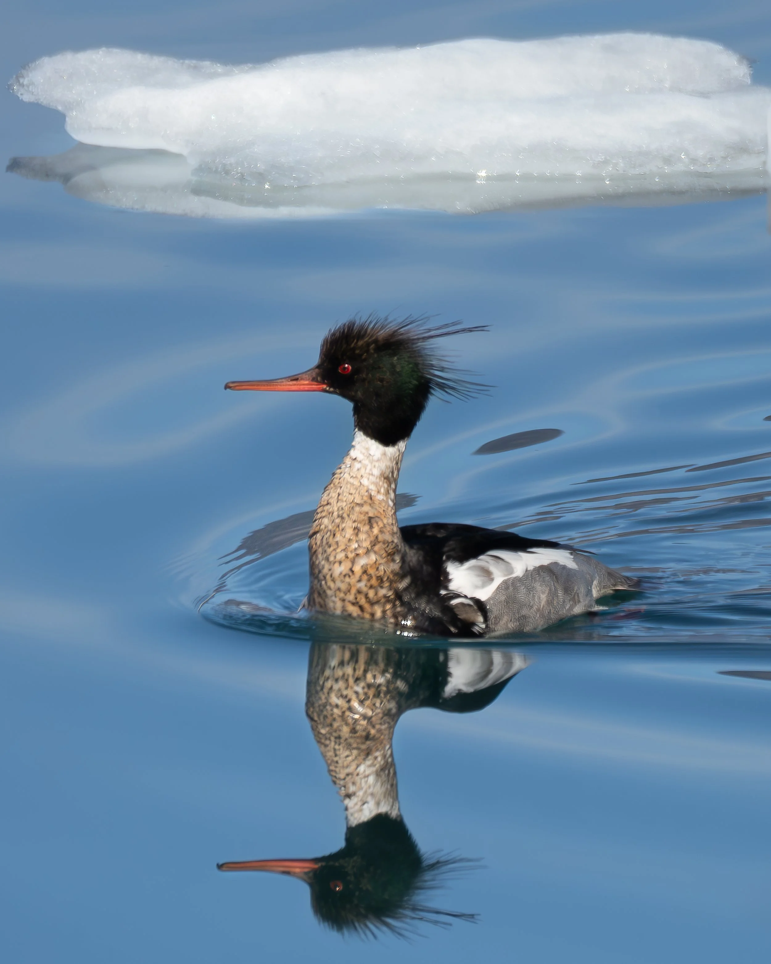 Greenland merganser