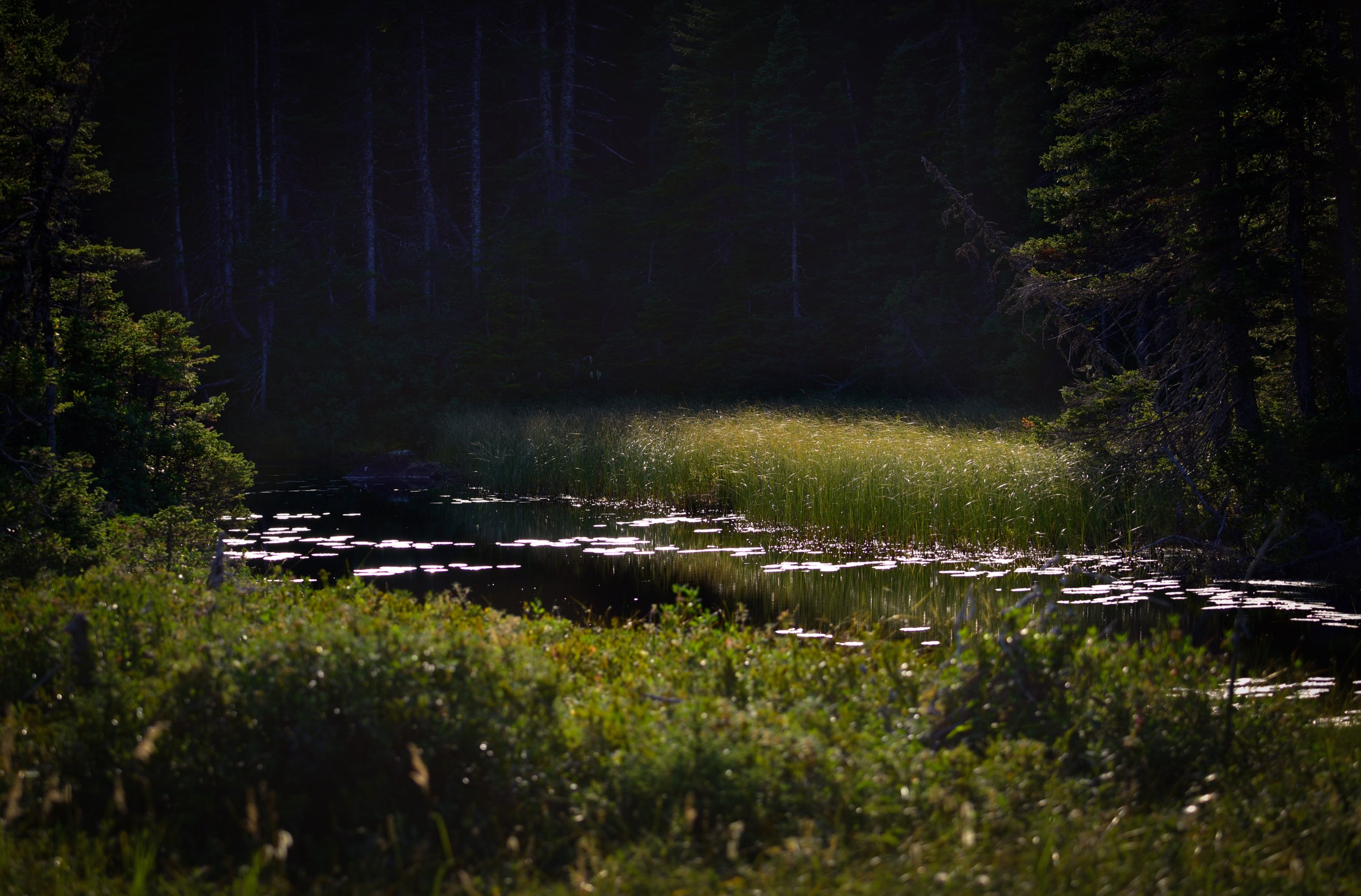 Travelling the rivers of Newfoundland's coastal forests, where moose melt silently into the trees.