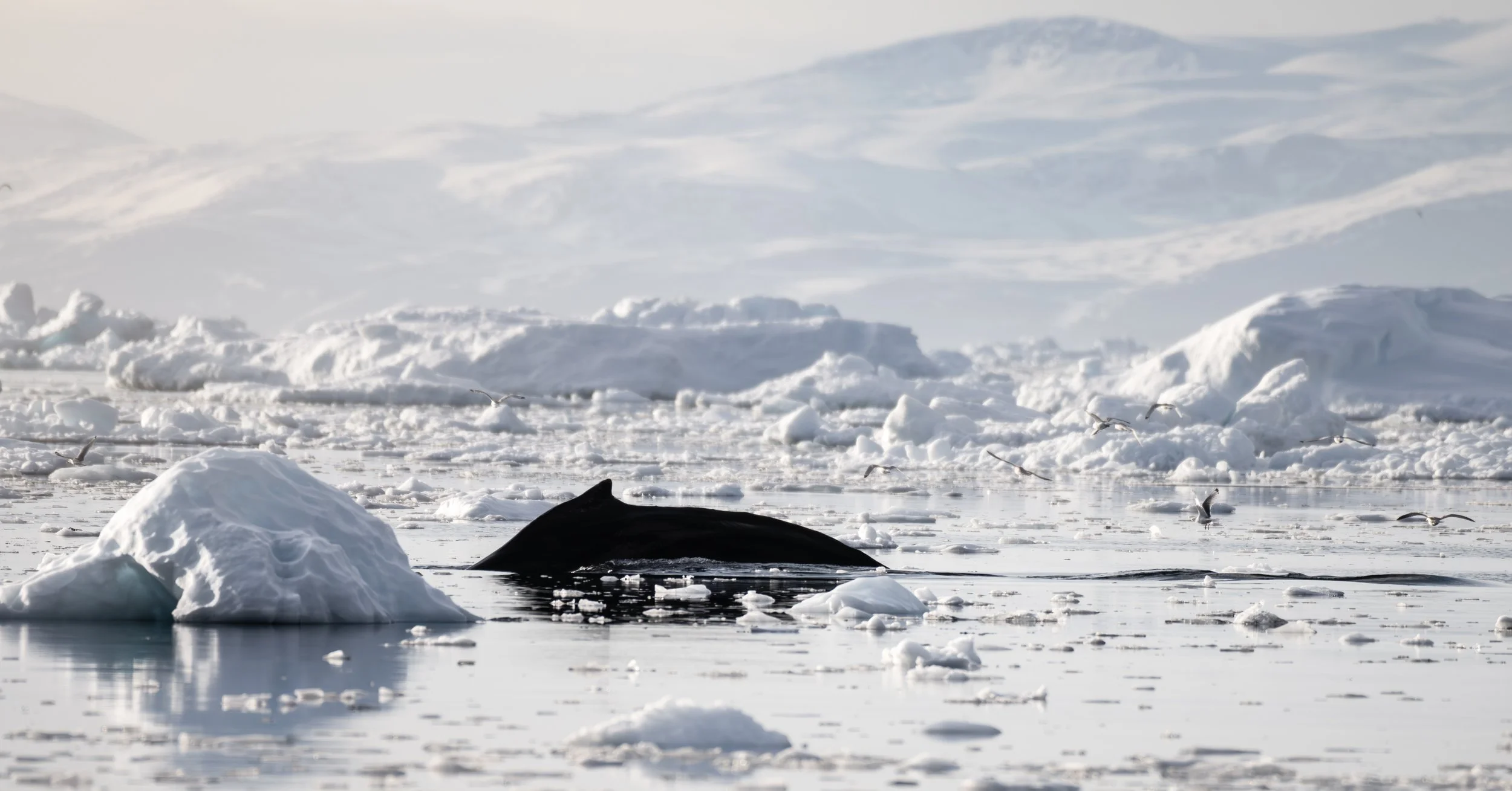Humpback in front of Disko Island
