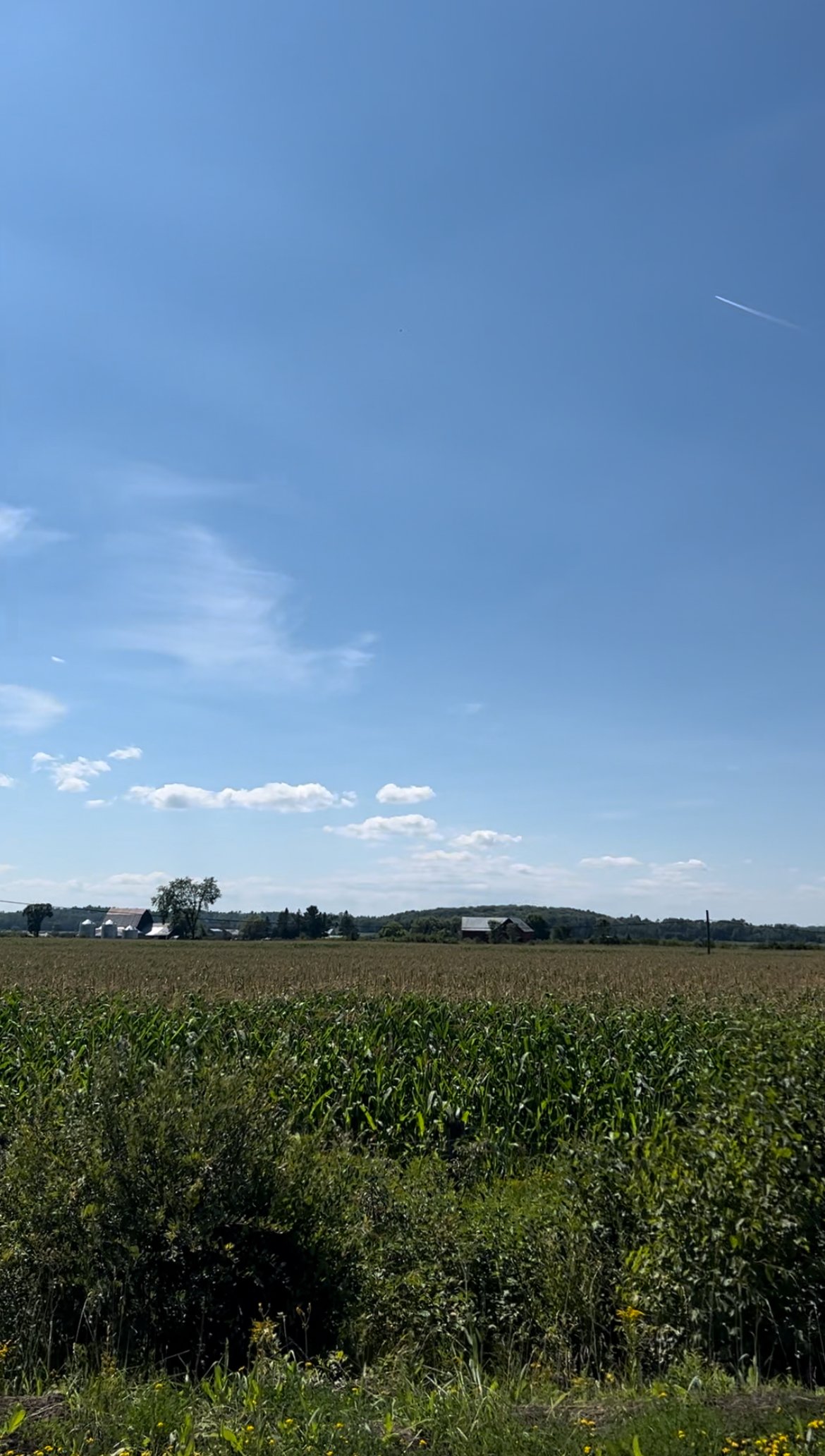 Day 85