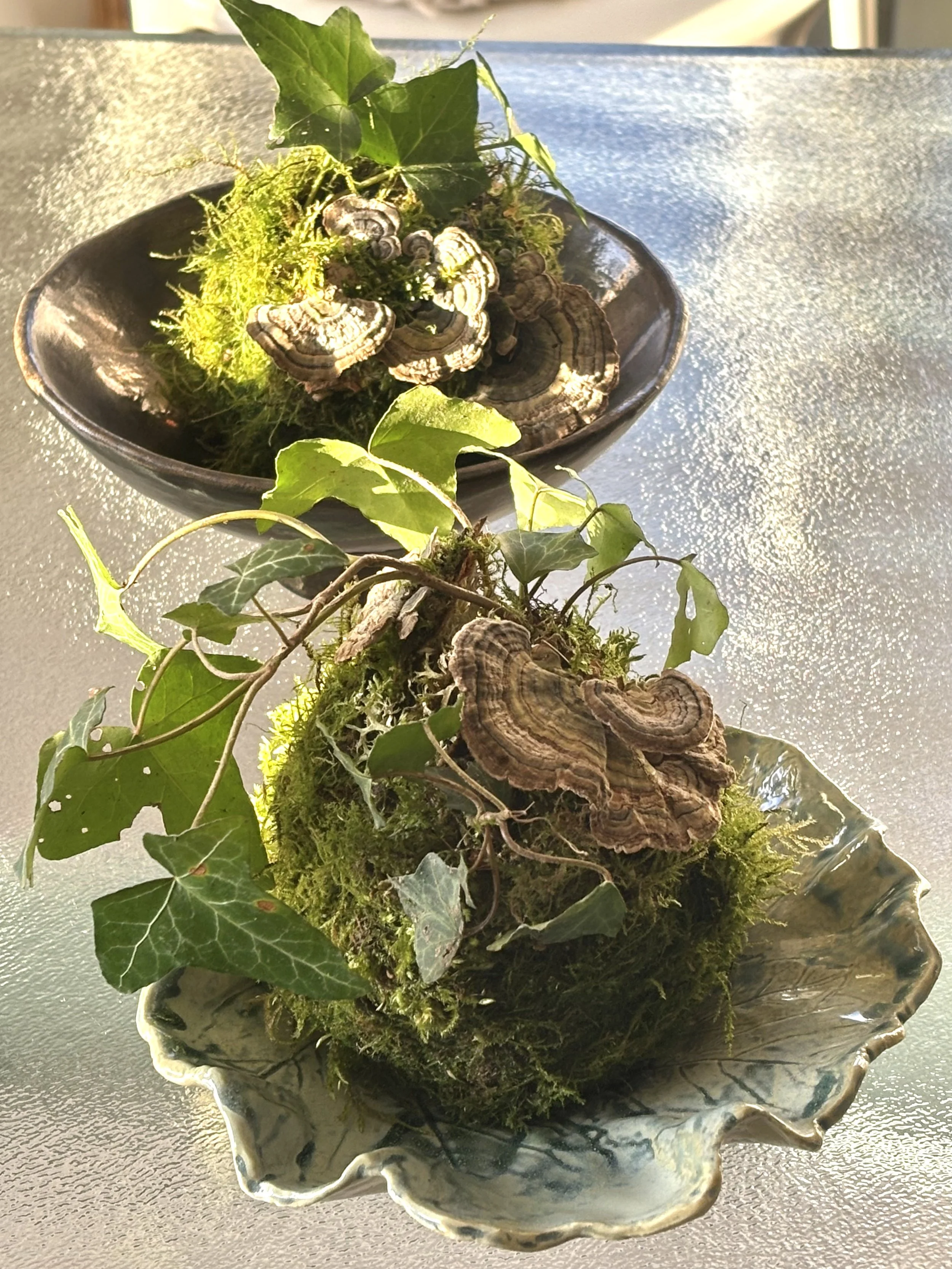 Un kokedama traditionnel japonais, destiné à être cultivé en extérieur