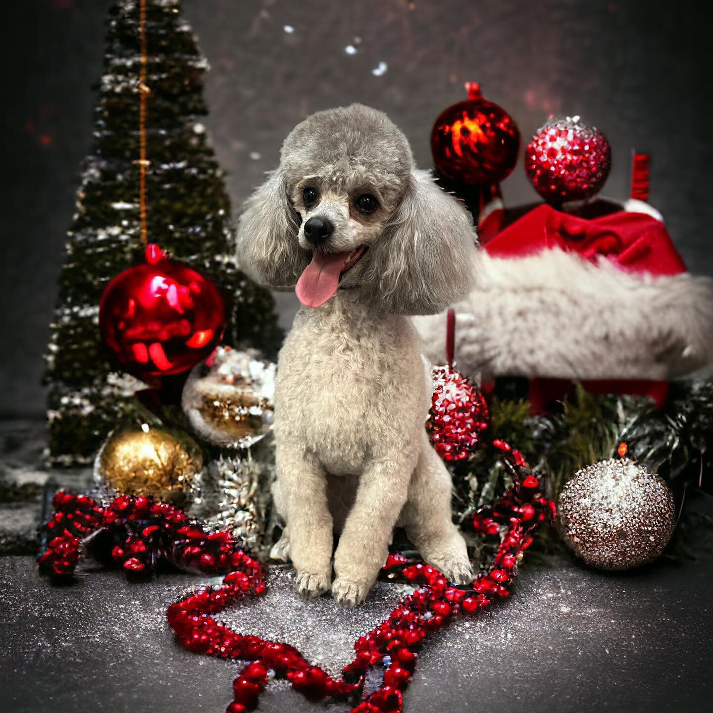 Merry Christmas from Studio K-9! We are so grateful for all our wonderful clients and customers at the store. Thank you all for a great year of growth and change. We&rsquo;ll see you in 2024!